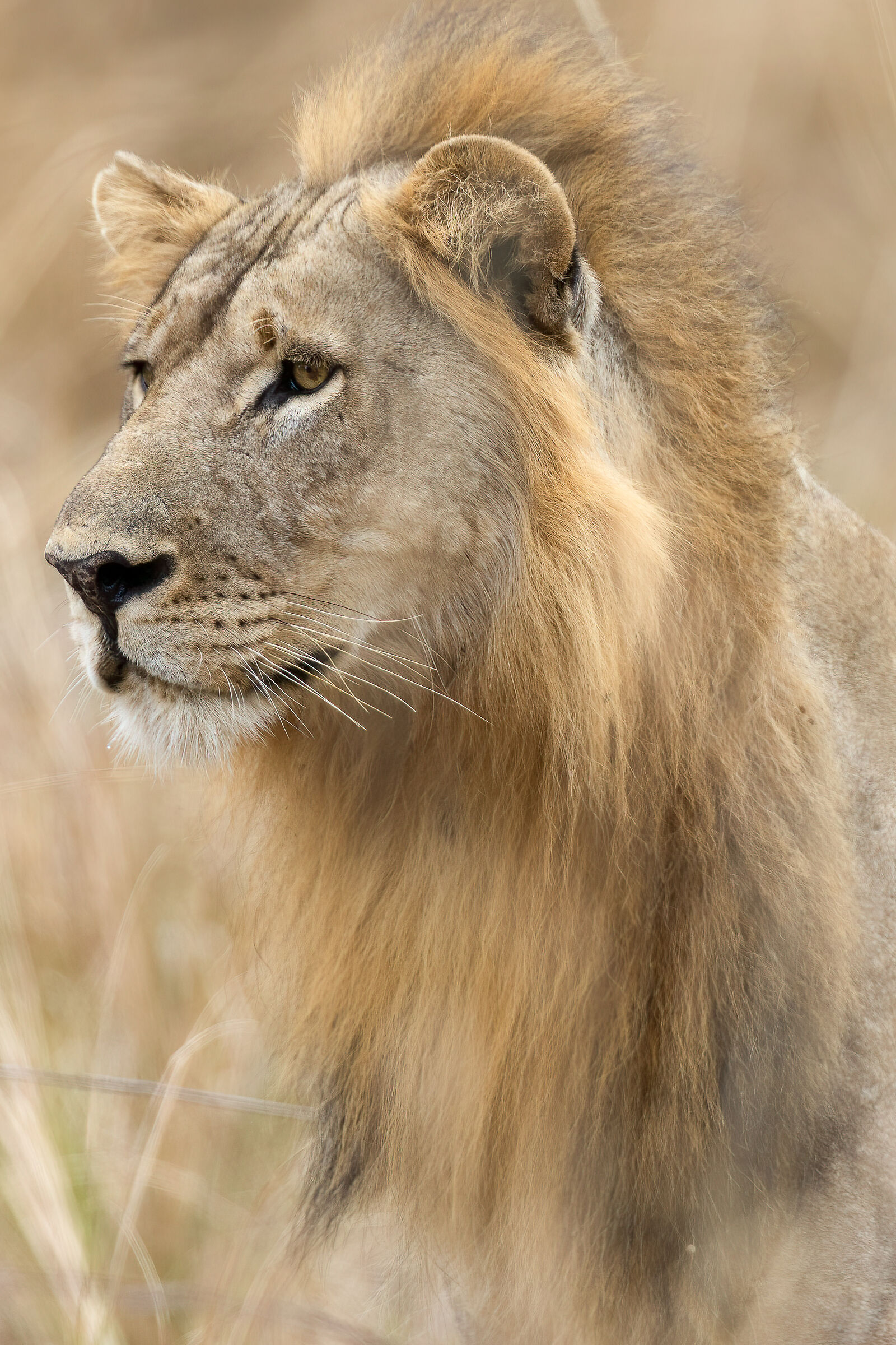 Leone, South Luangwa National Park