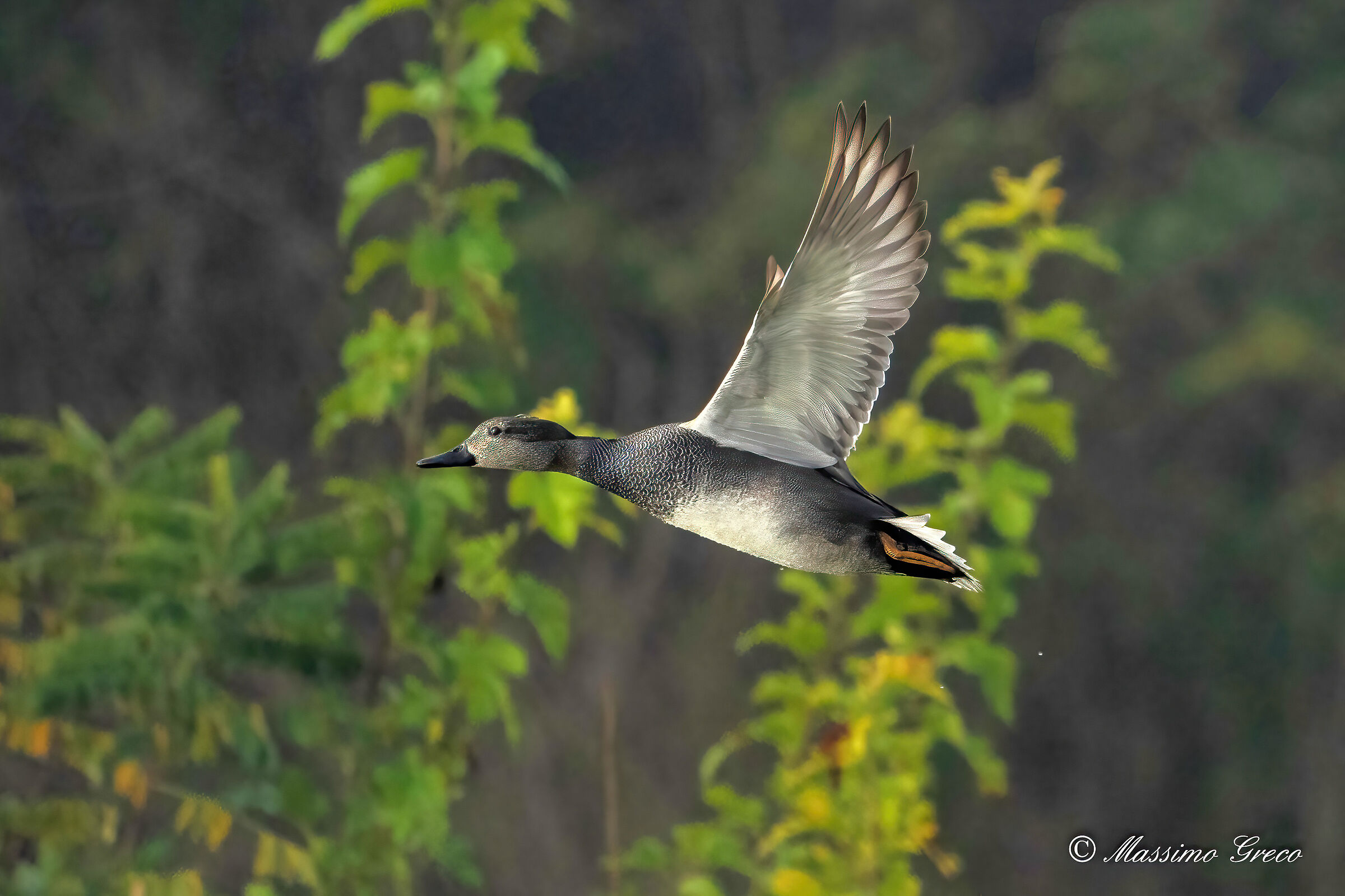 Canapiglia (Mareca strepera)