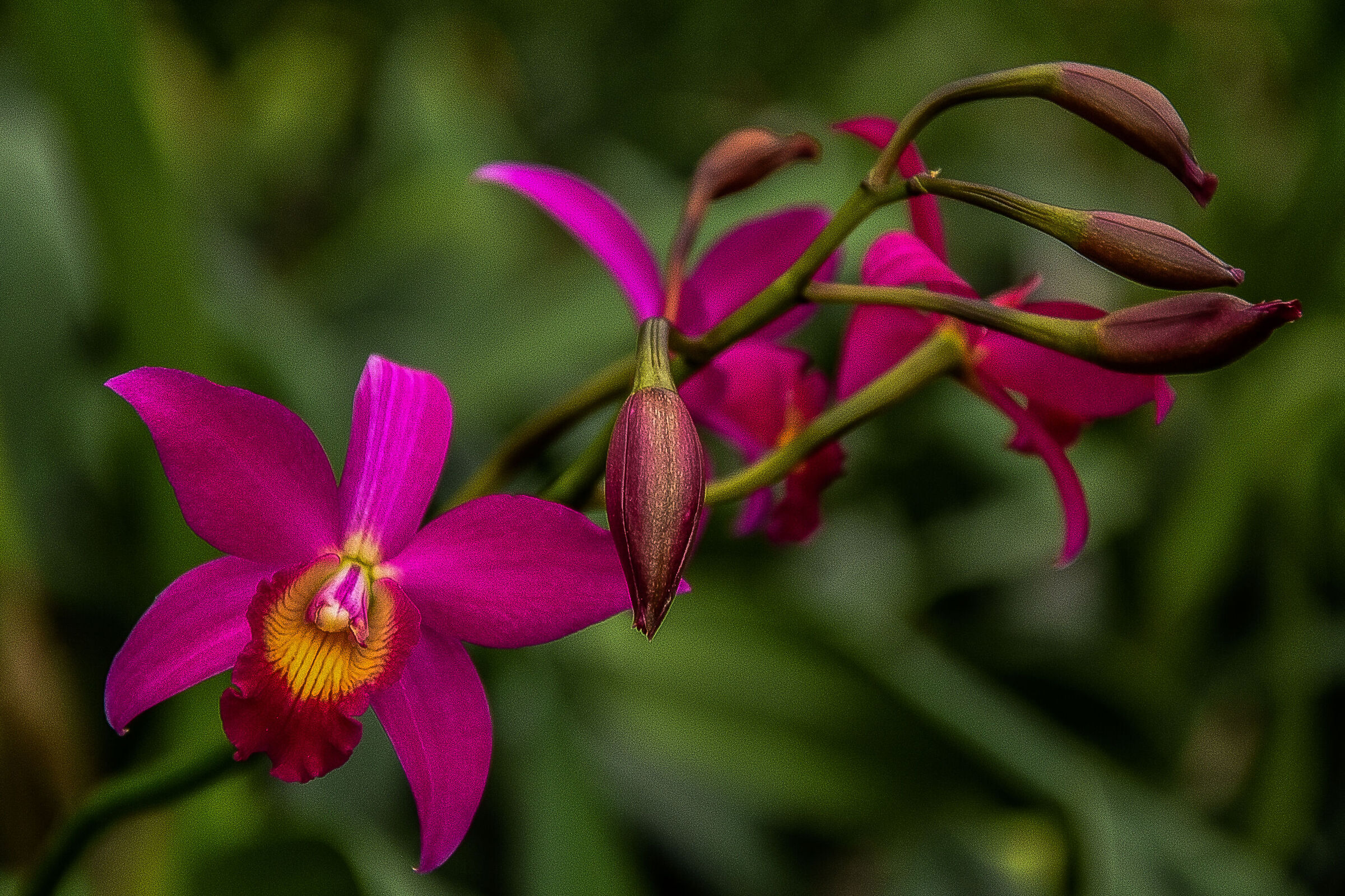 Cattleya dal fiore fucsia