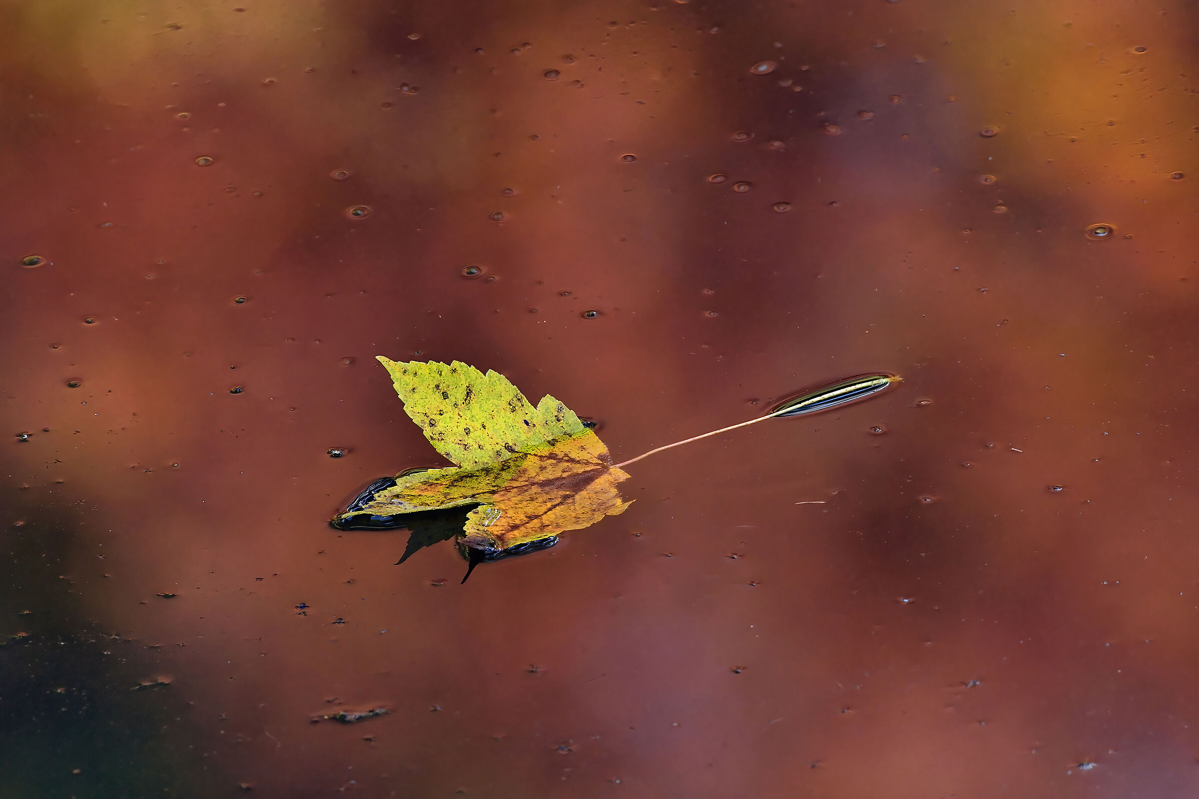 foglia sull'acqua