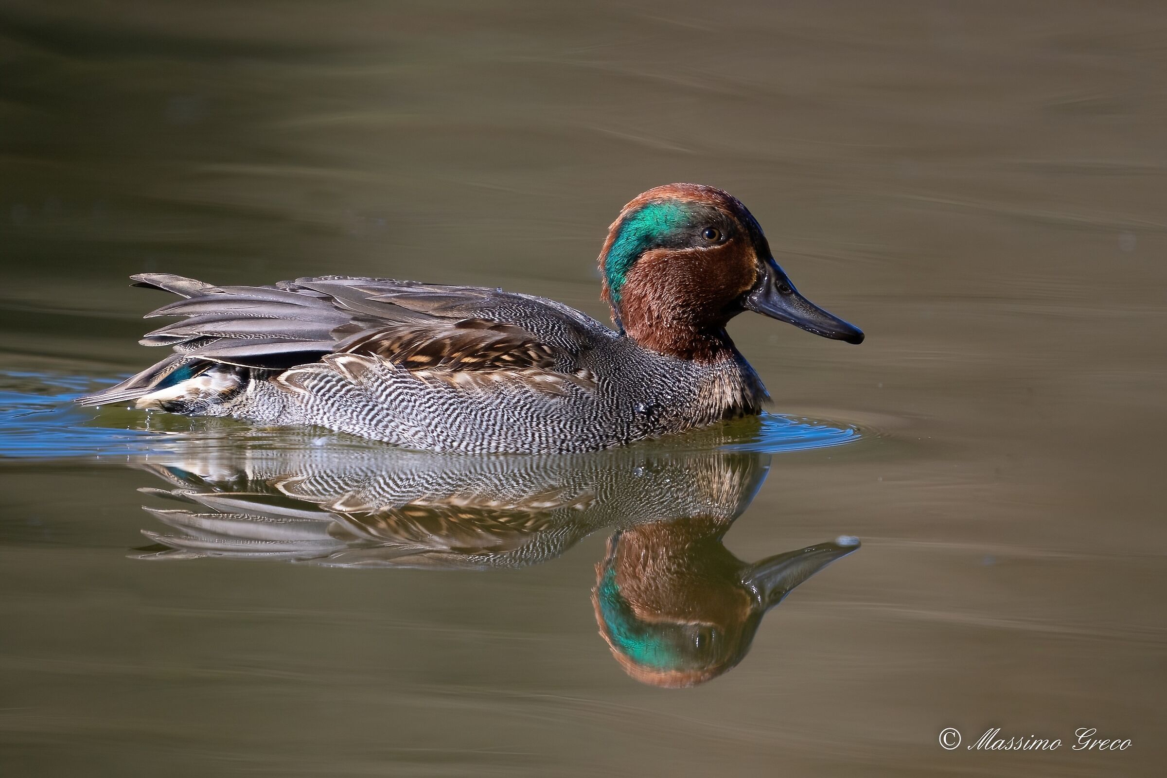 Alzavola (Anas crecca)
