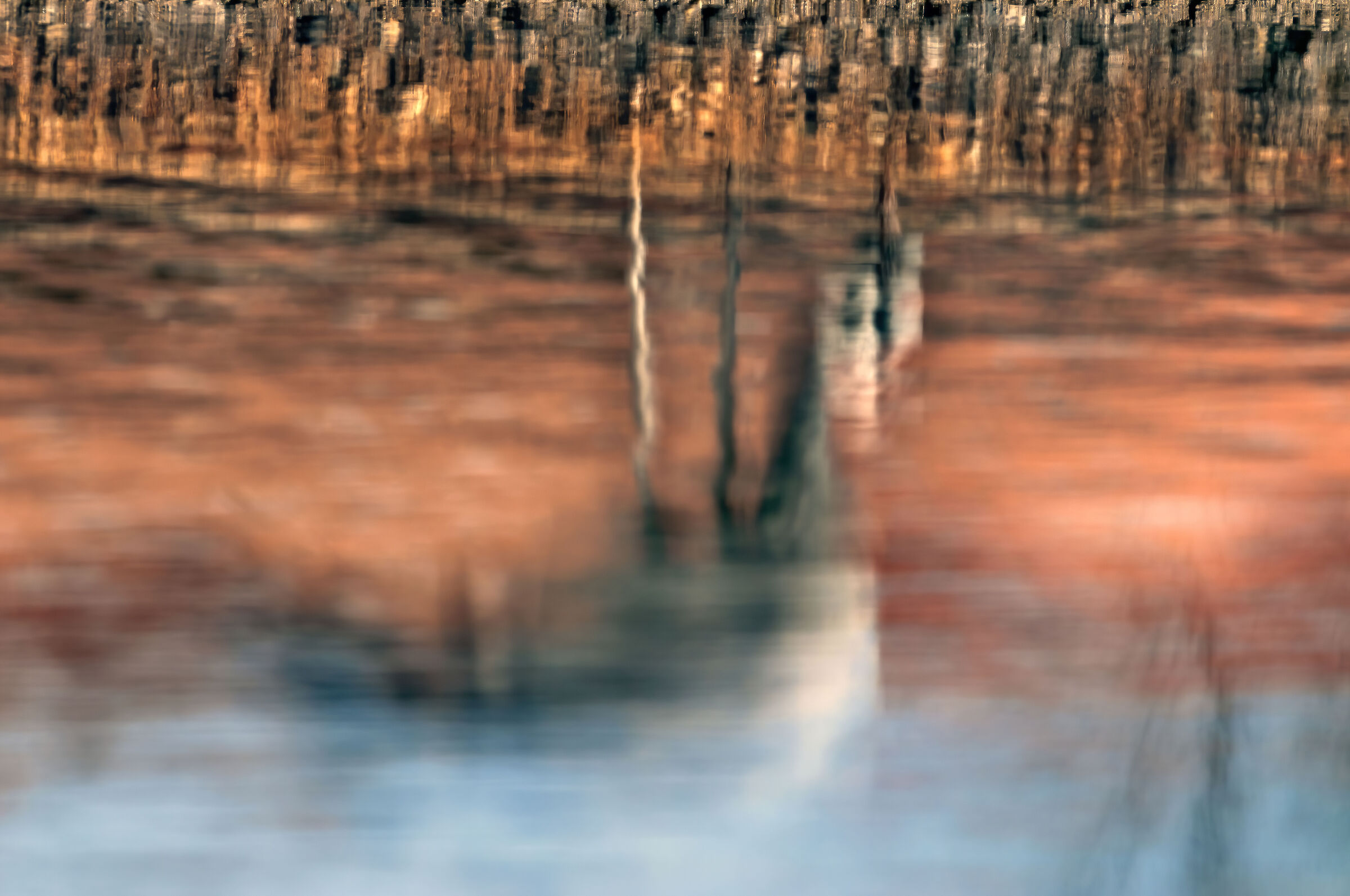 riflessi in palude (Gru cenerina)