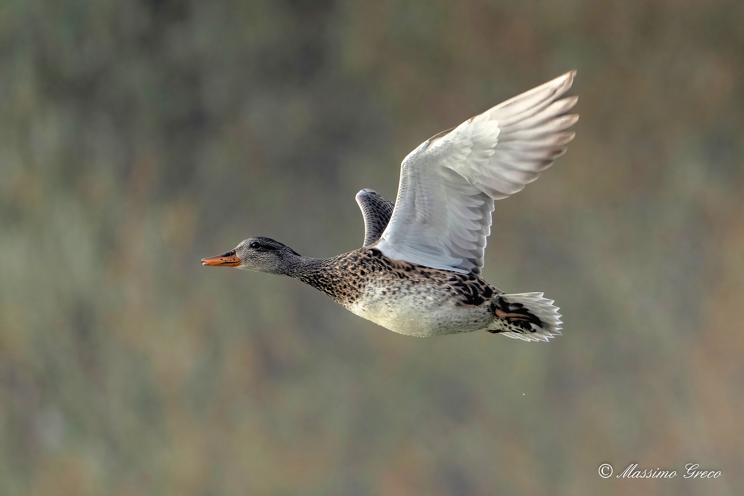 Canapiglia (Mareca strepera) femmina