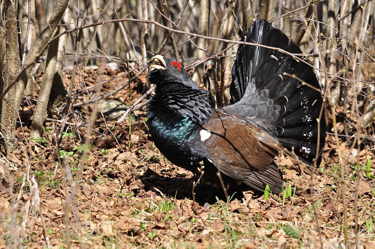 Tetrao Urogallus