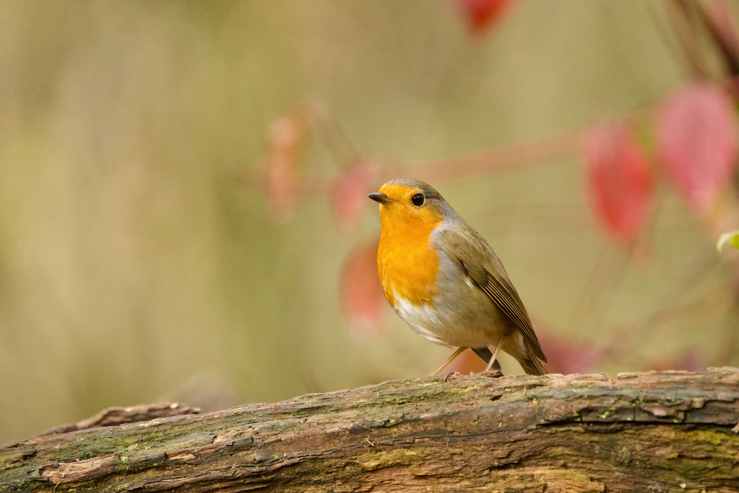 robin