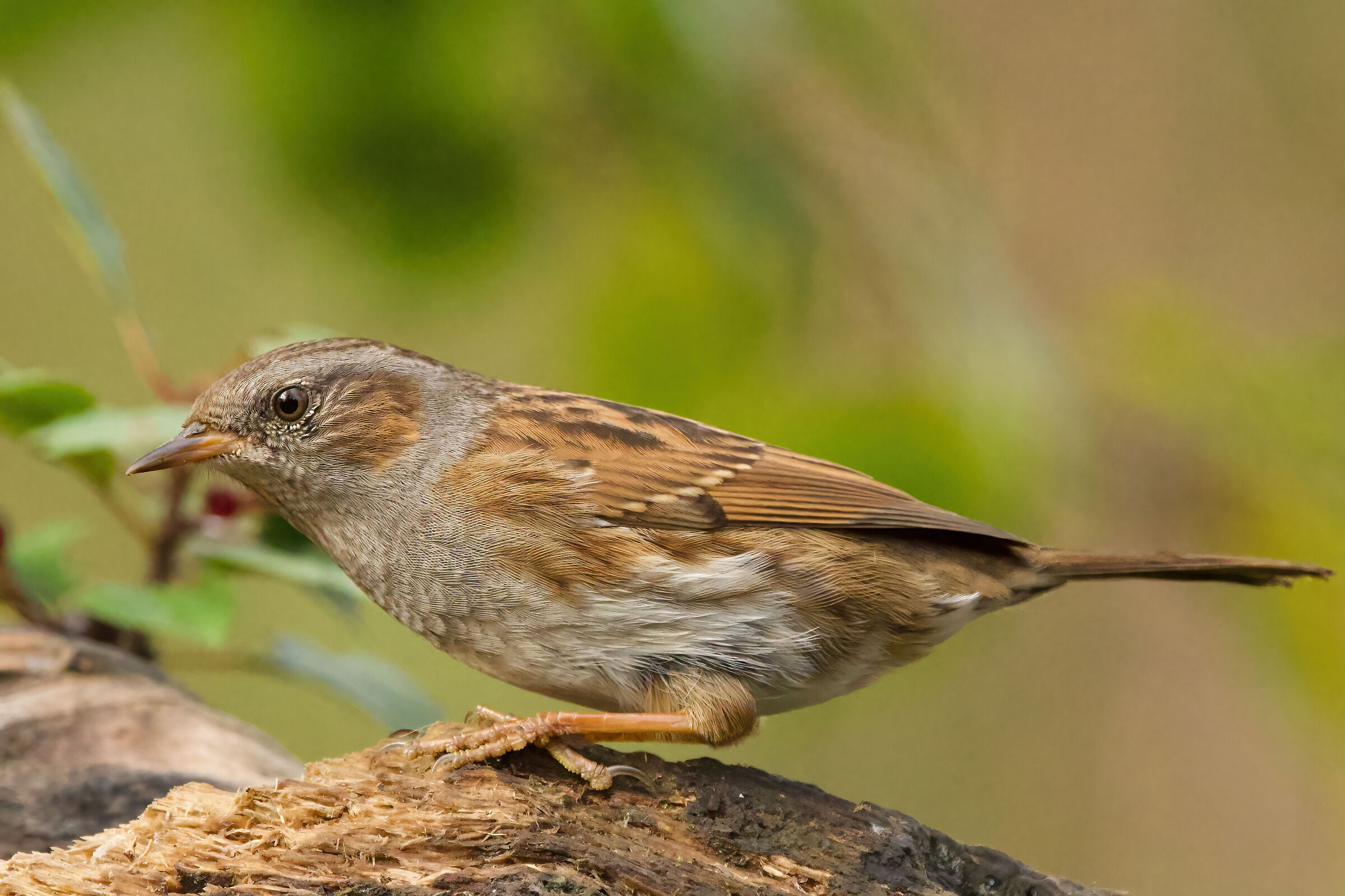 dunnock