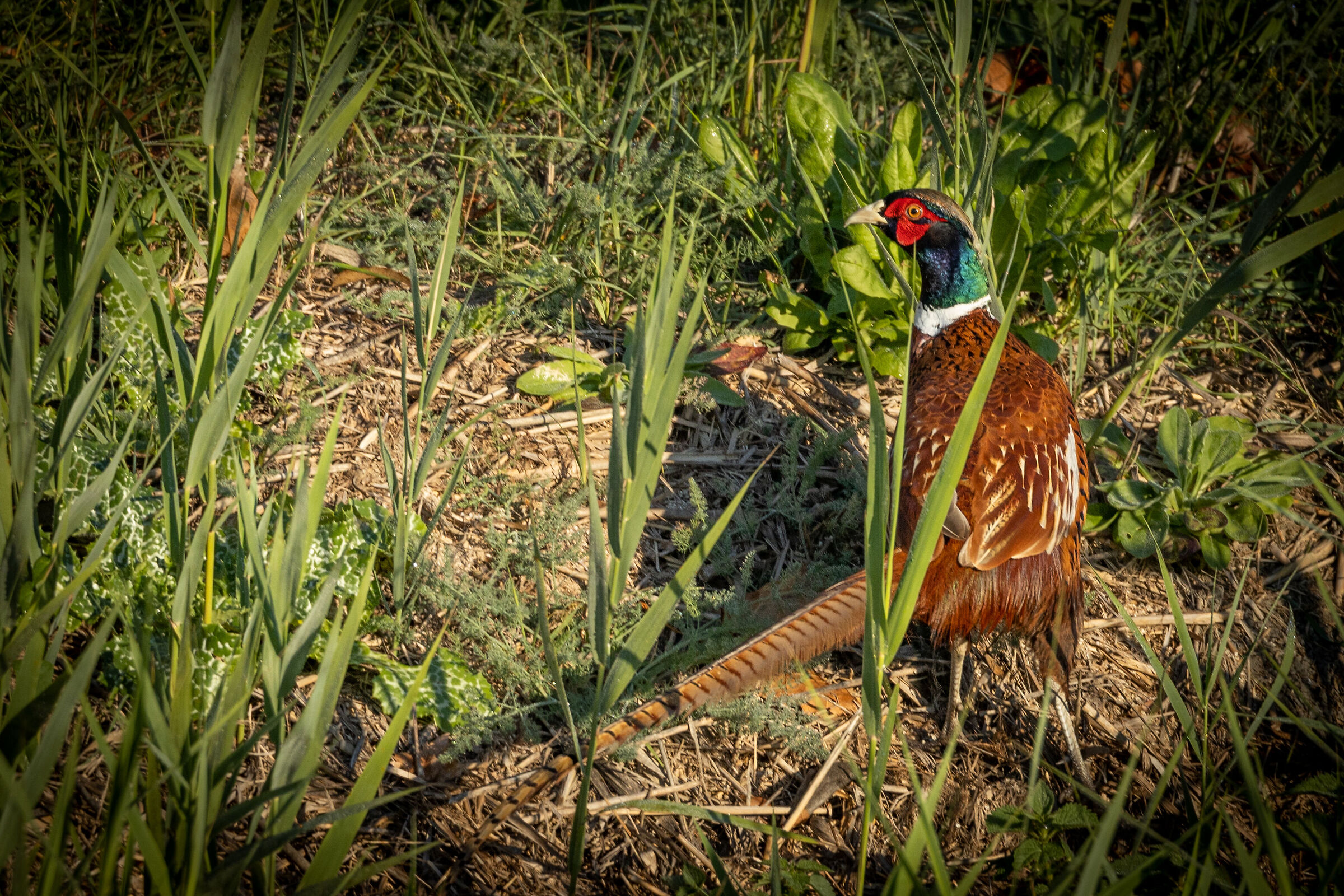 Pheasant