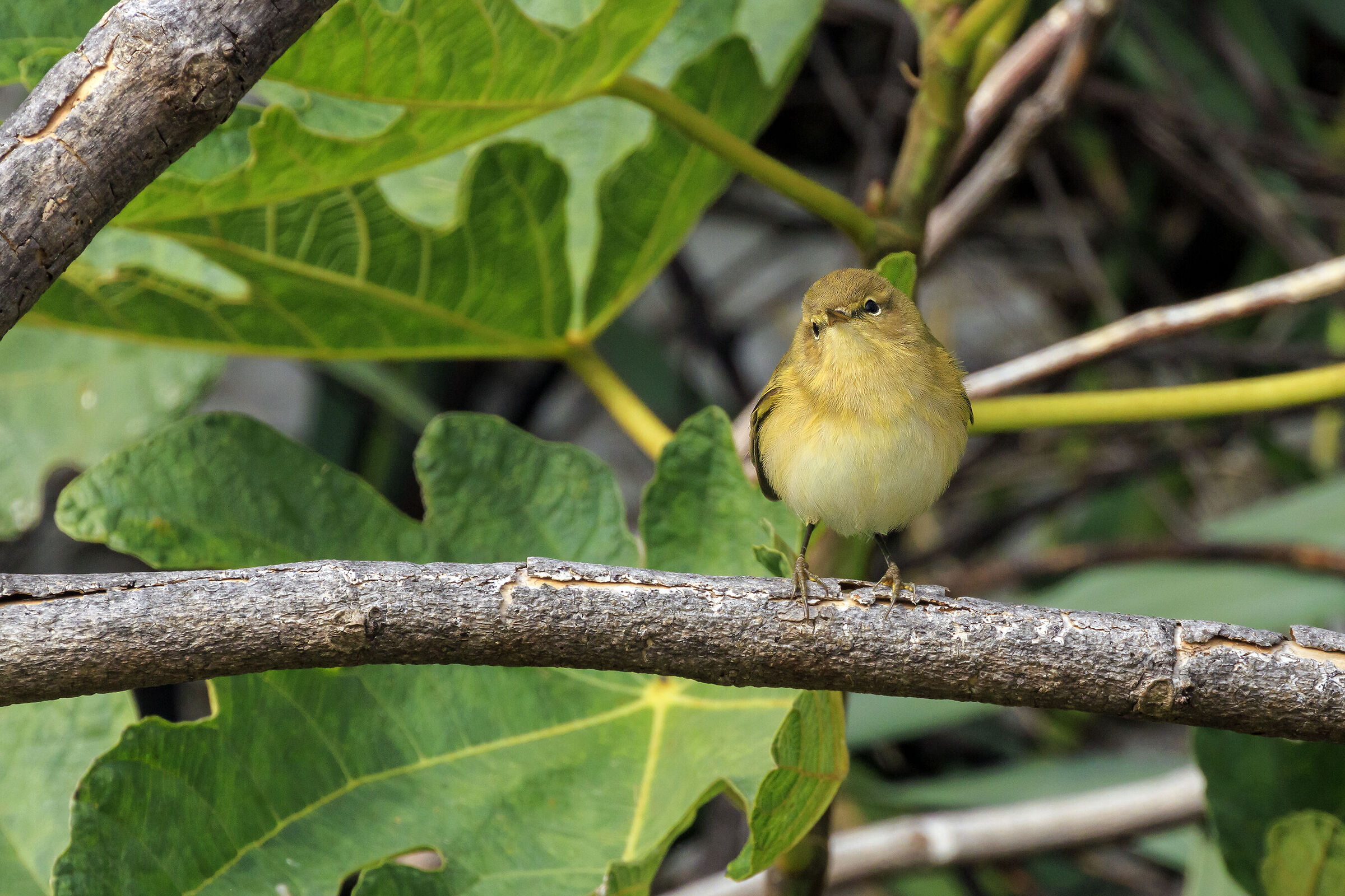chiffchaff.