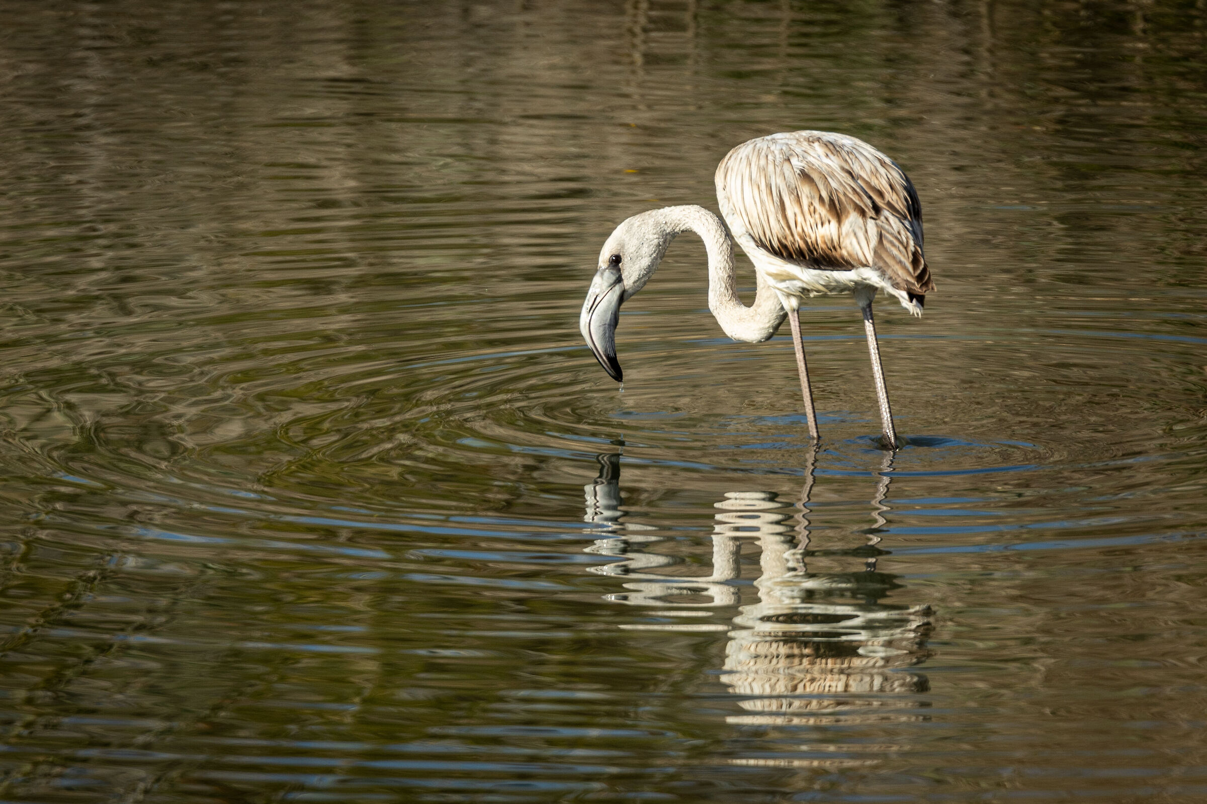 Flamingo