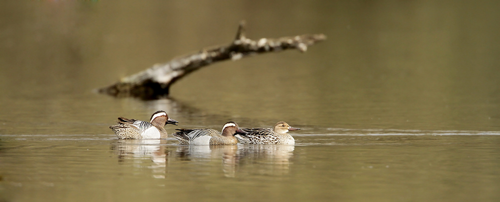 Garganey