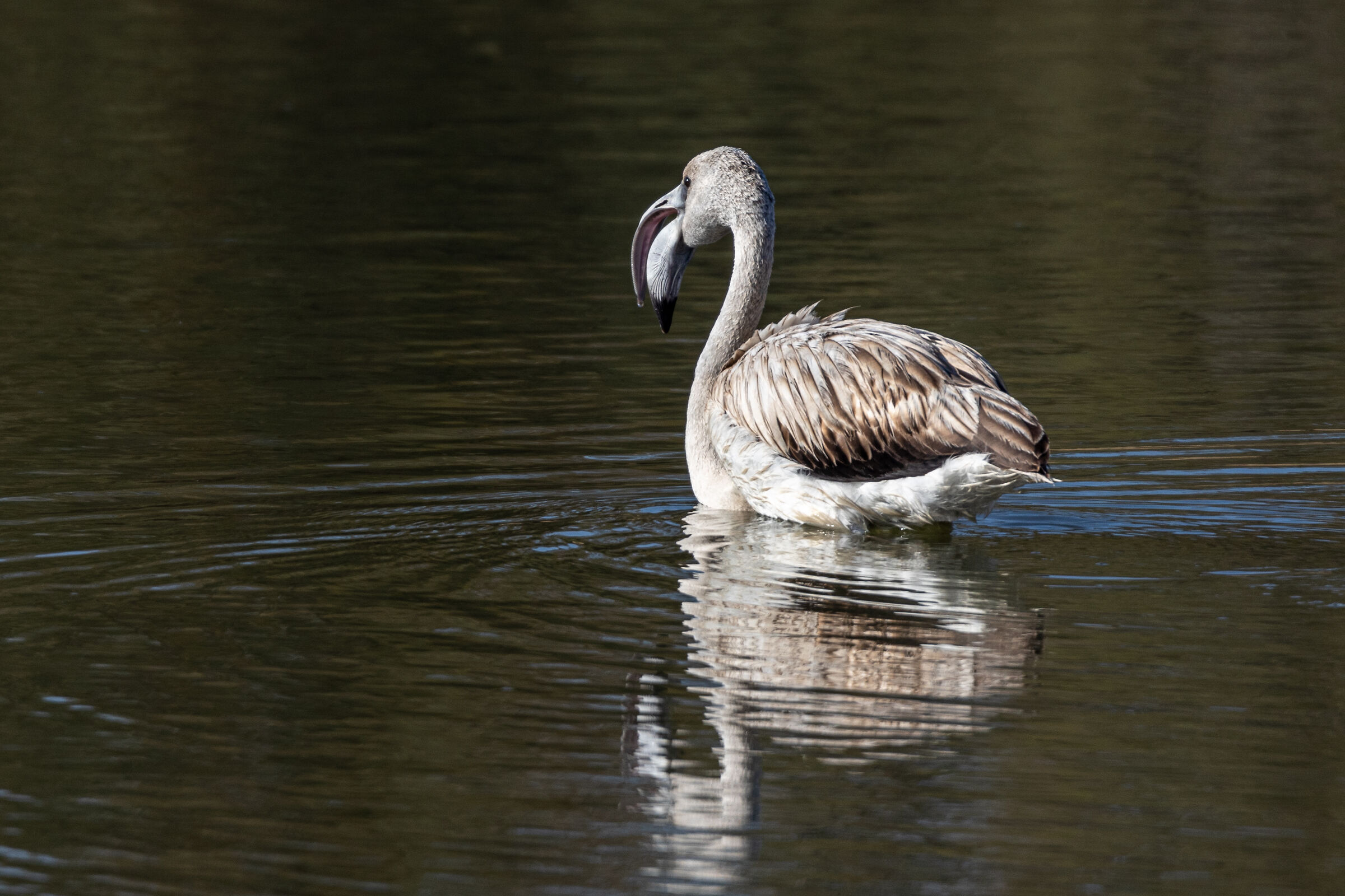 Flamingo