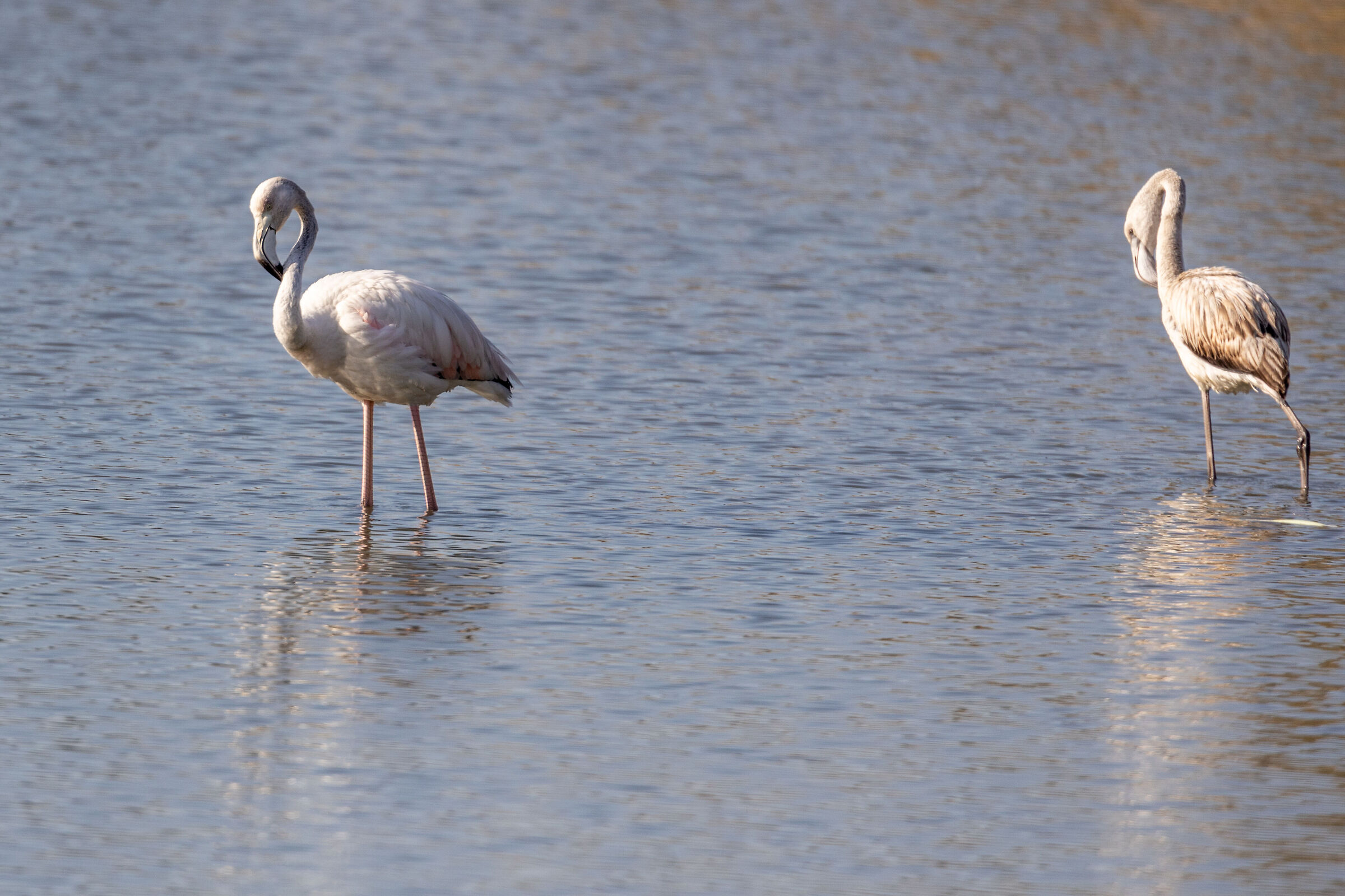 Flamingo