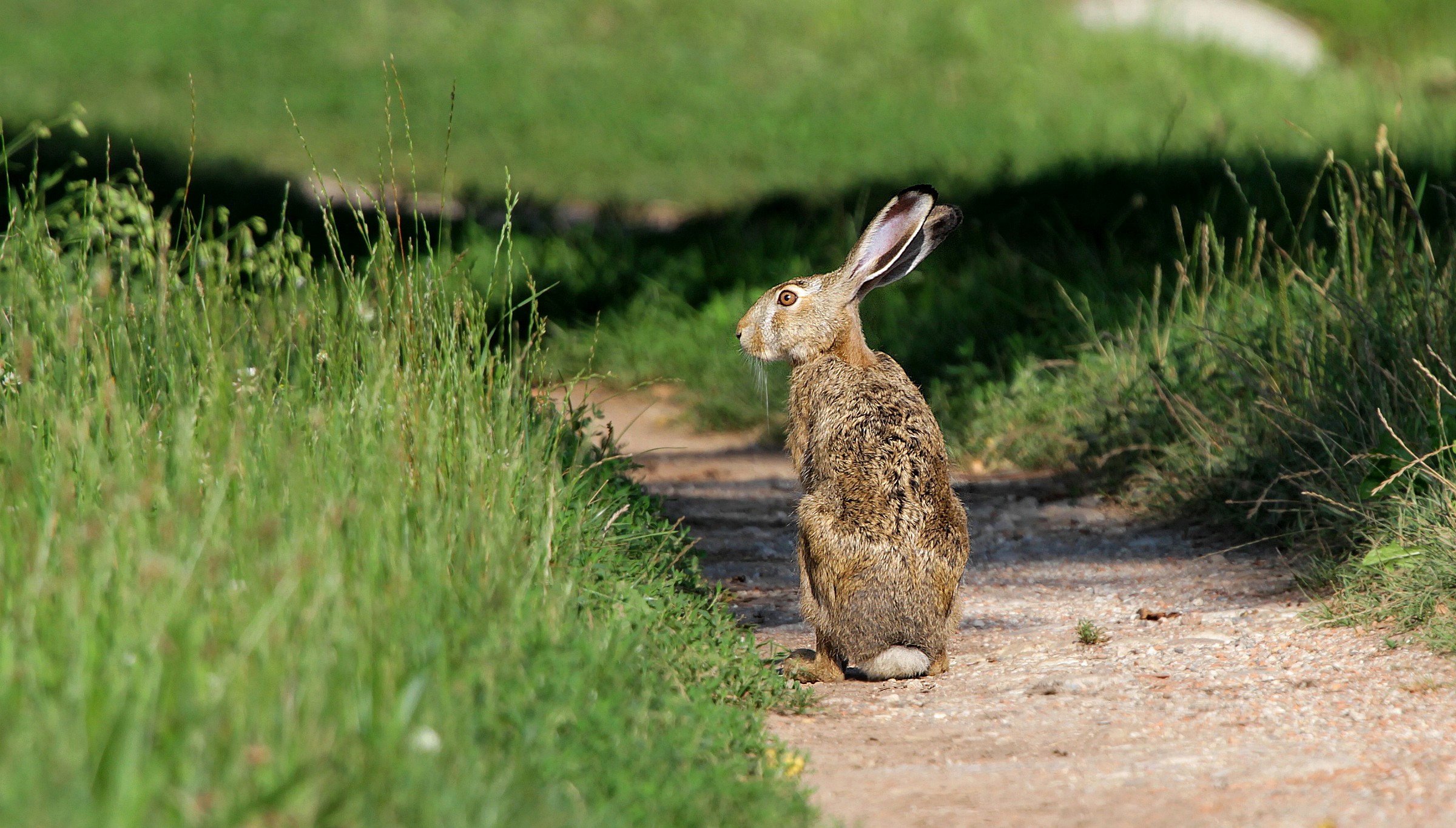 Hare