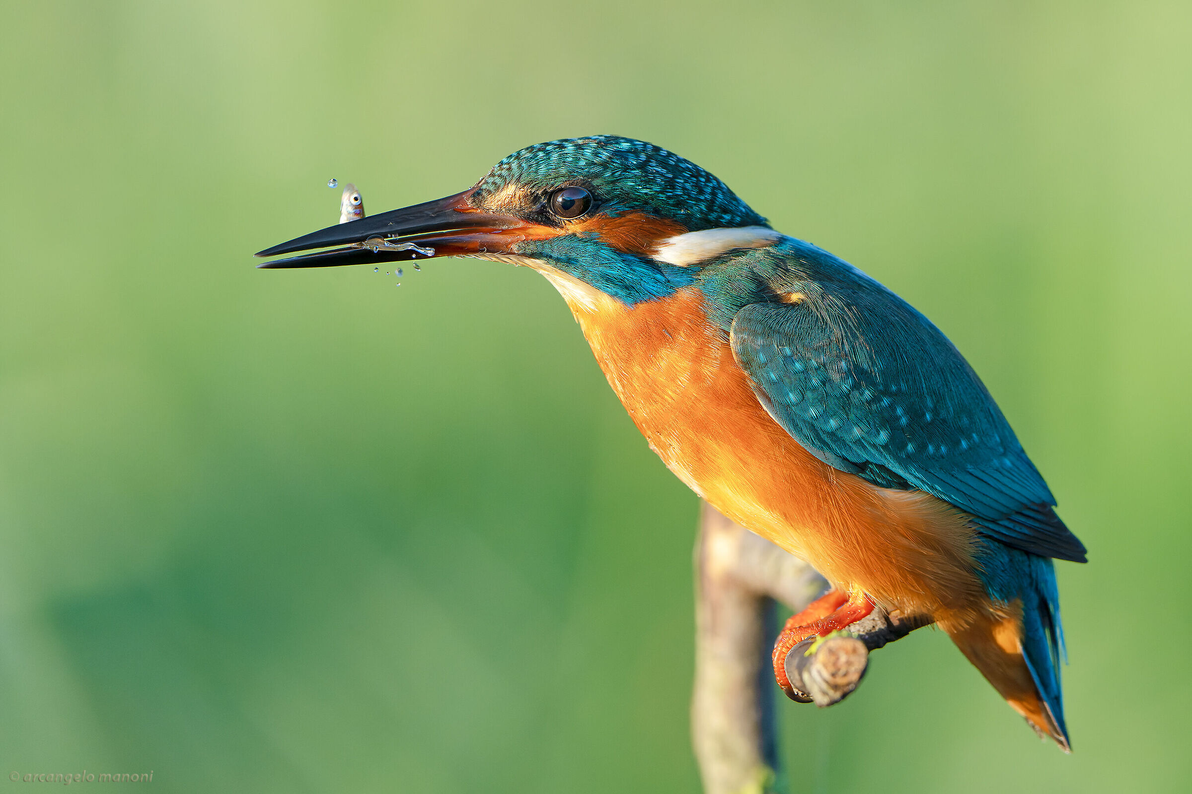 prey with water drops