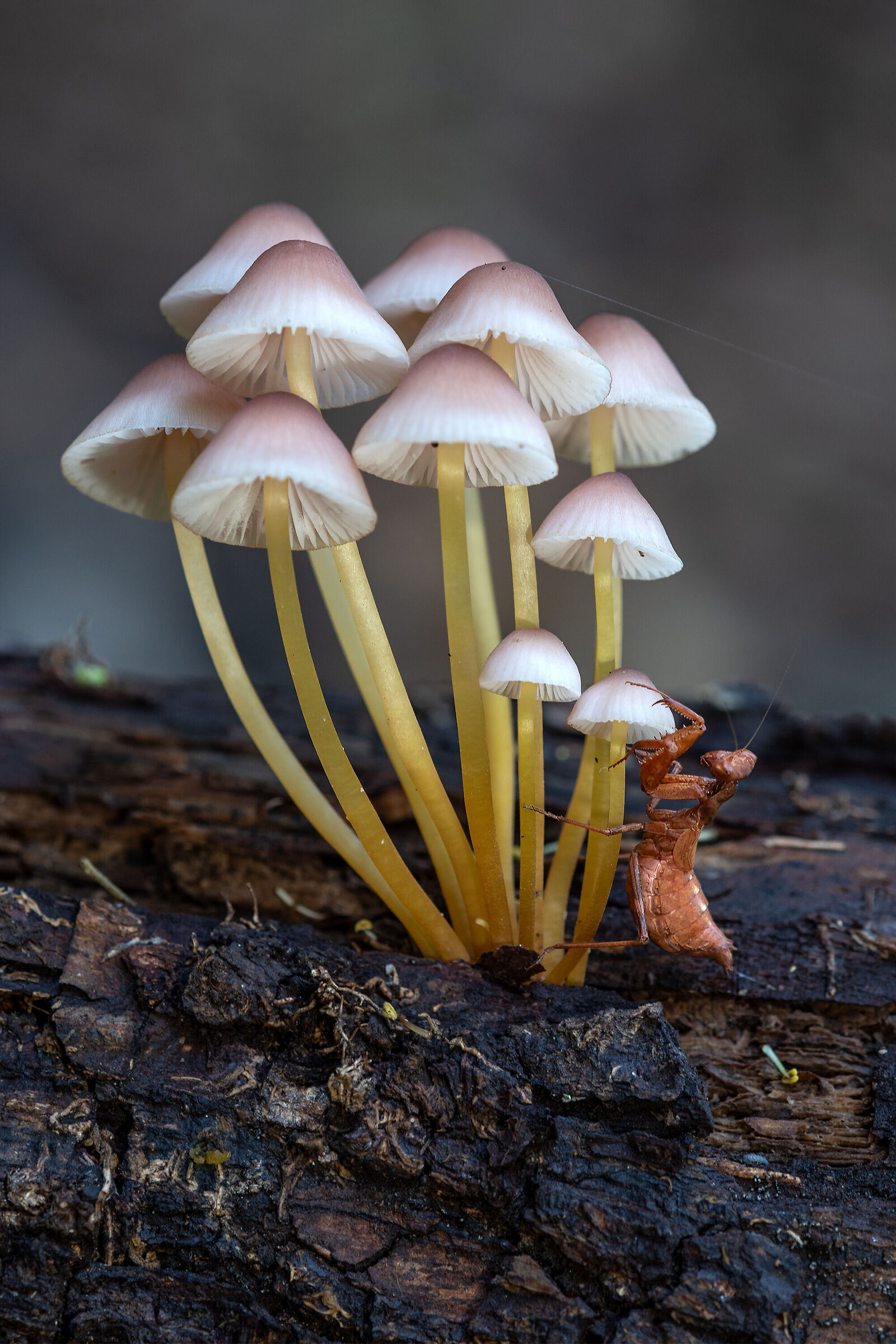 Mycena renati...