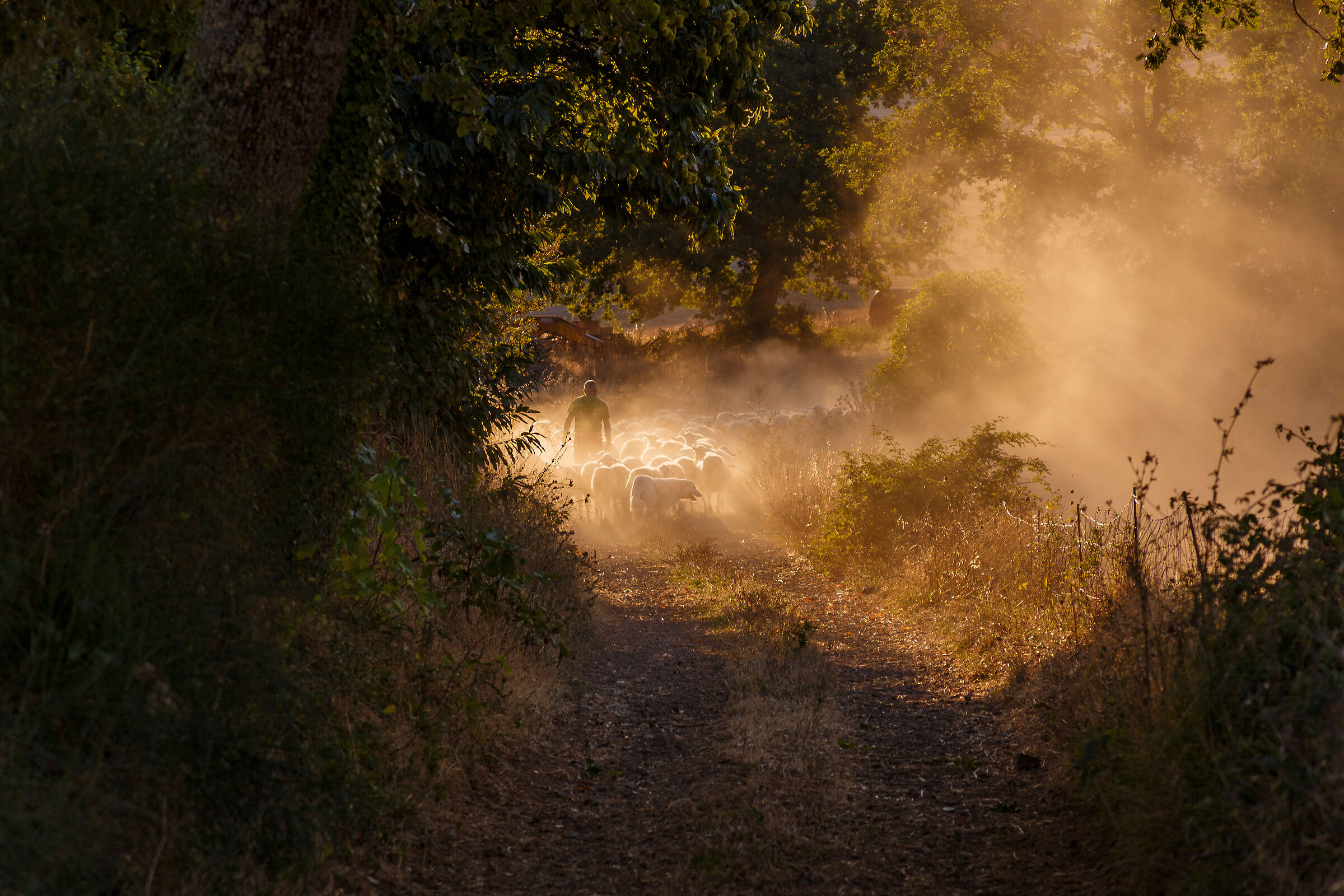 Tuscia 3