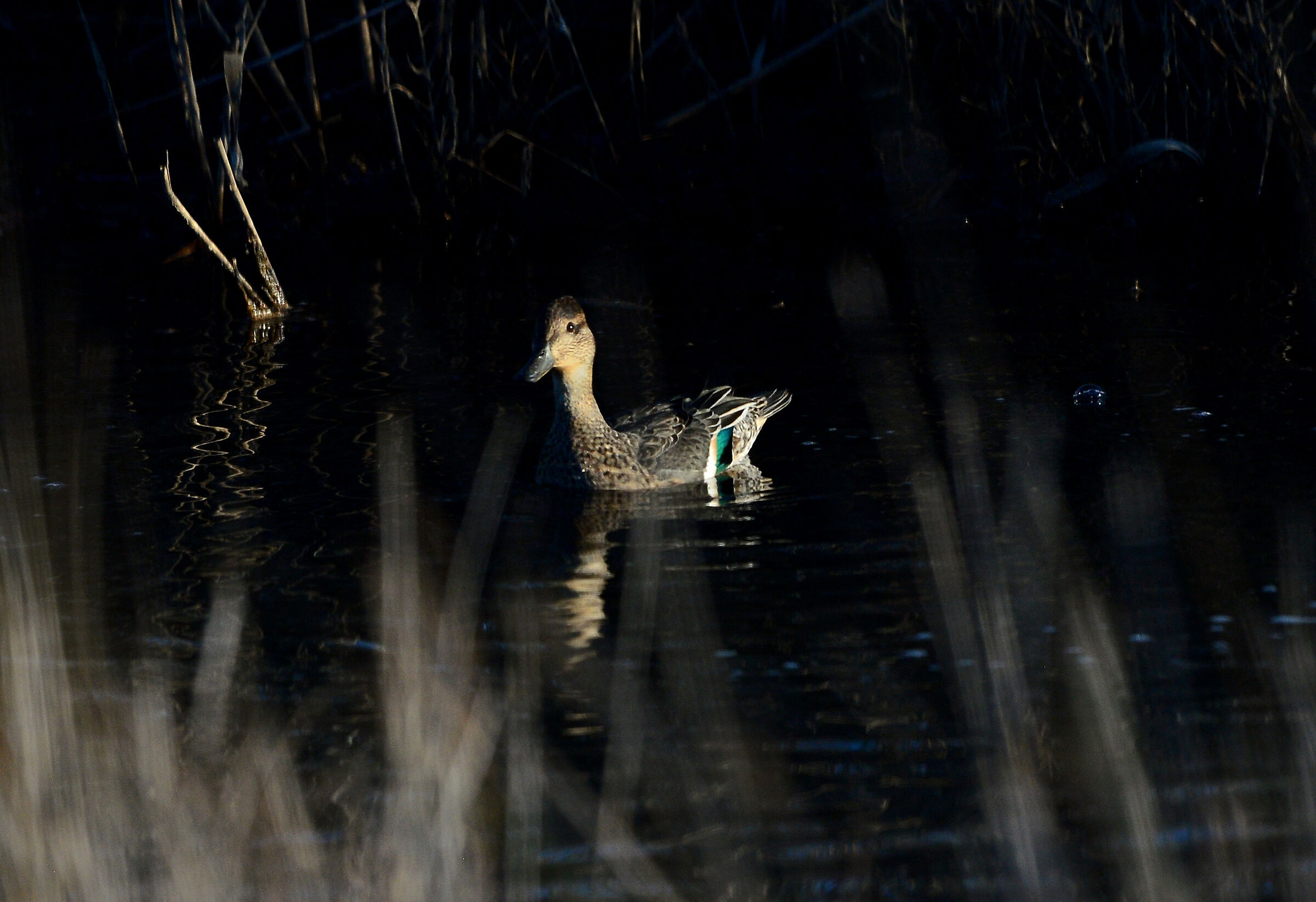 Female Teal