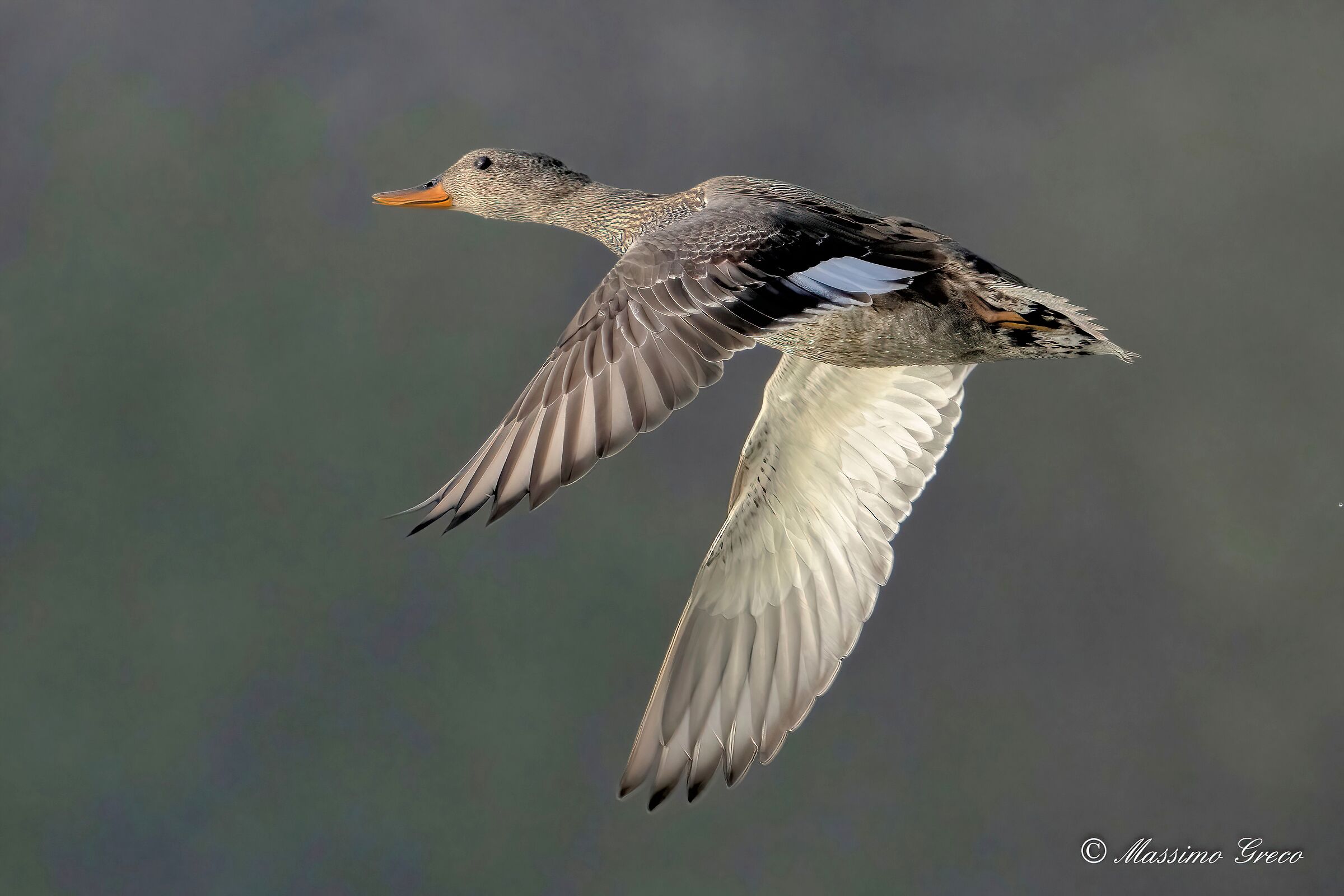 Canapiglia (Mareca strepera)