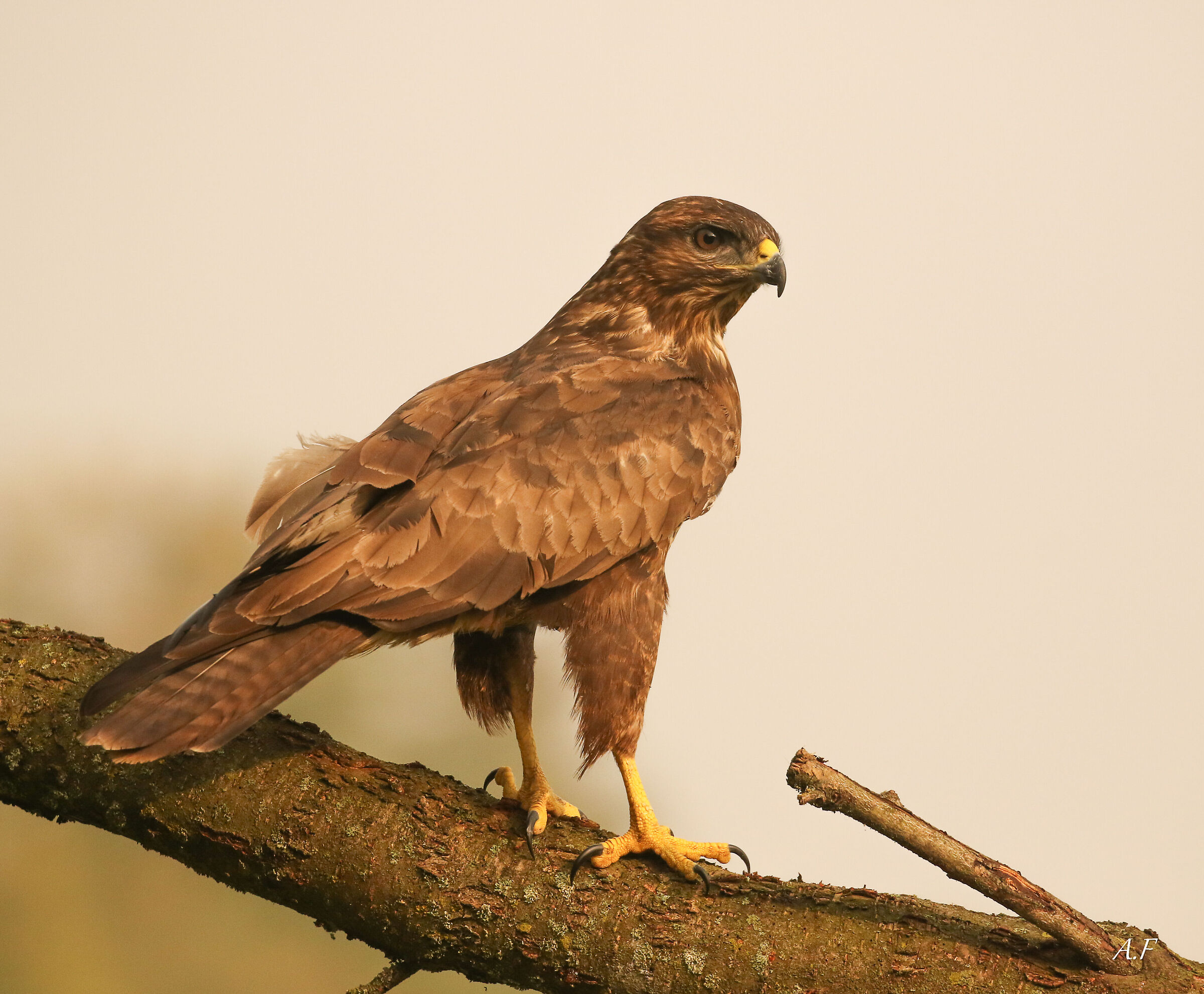 Buzzard!