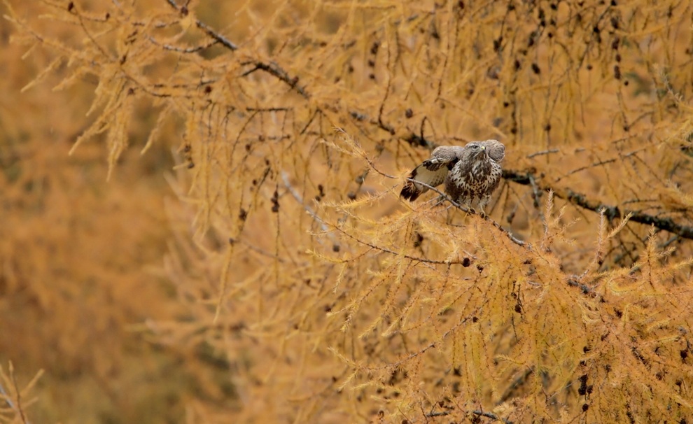 Poiana between Larches