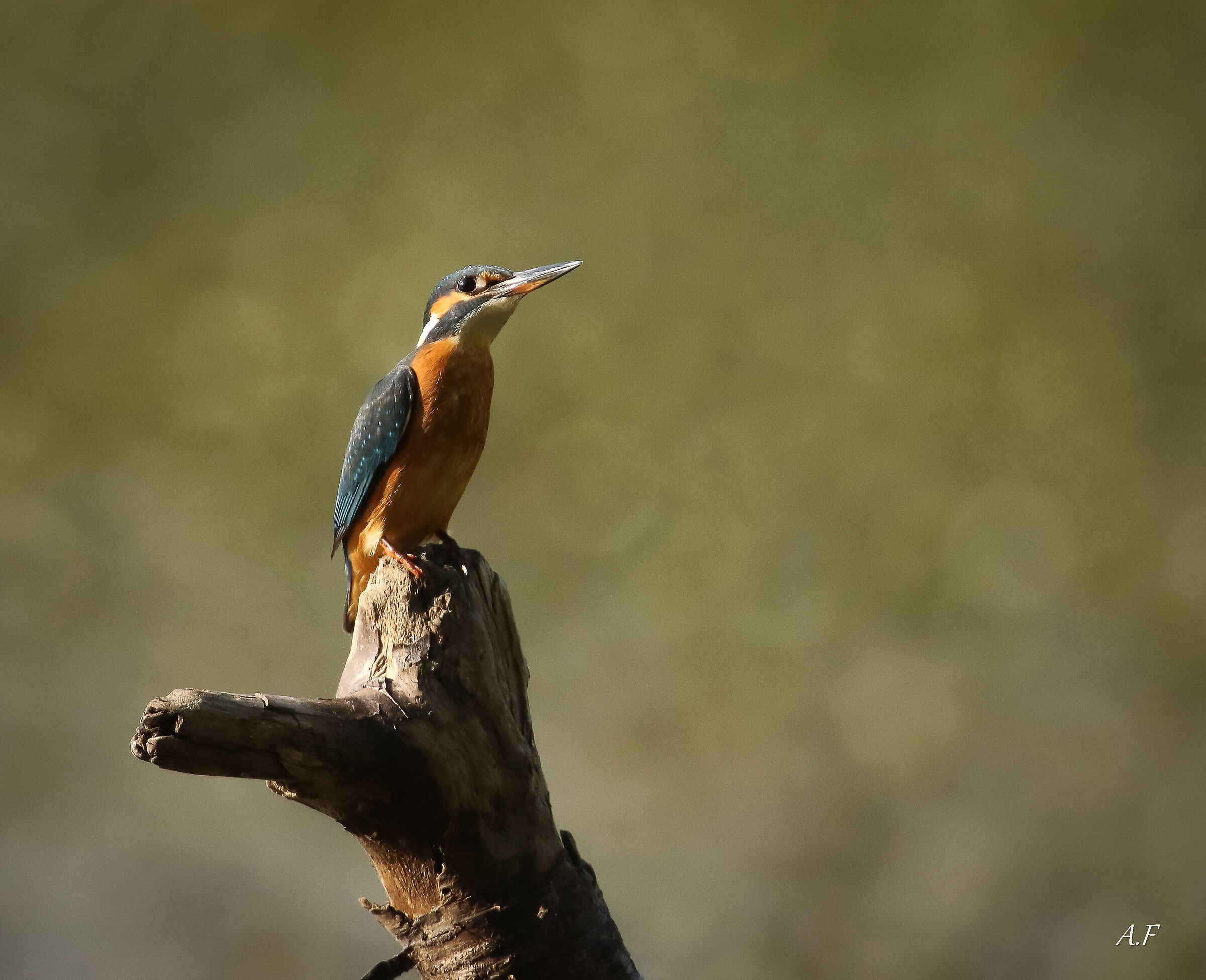 Kingfisher