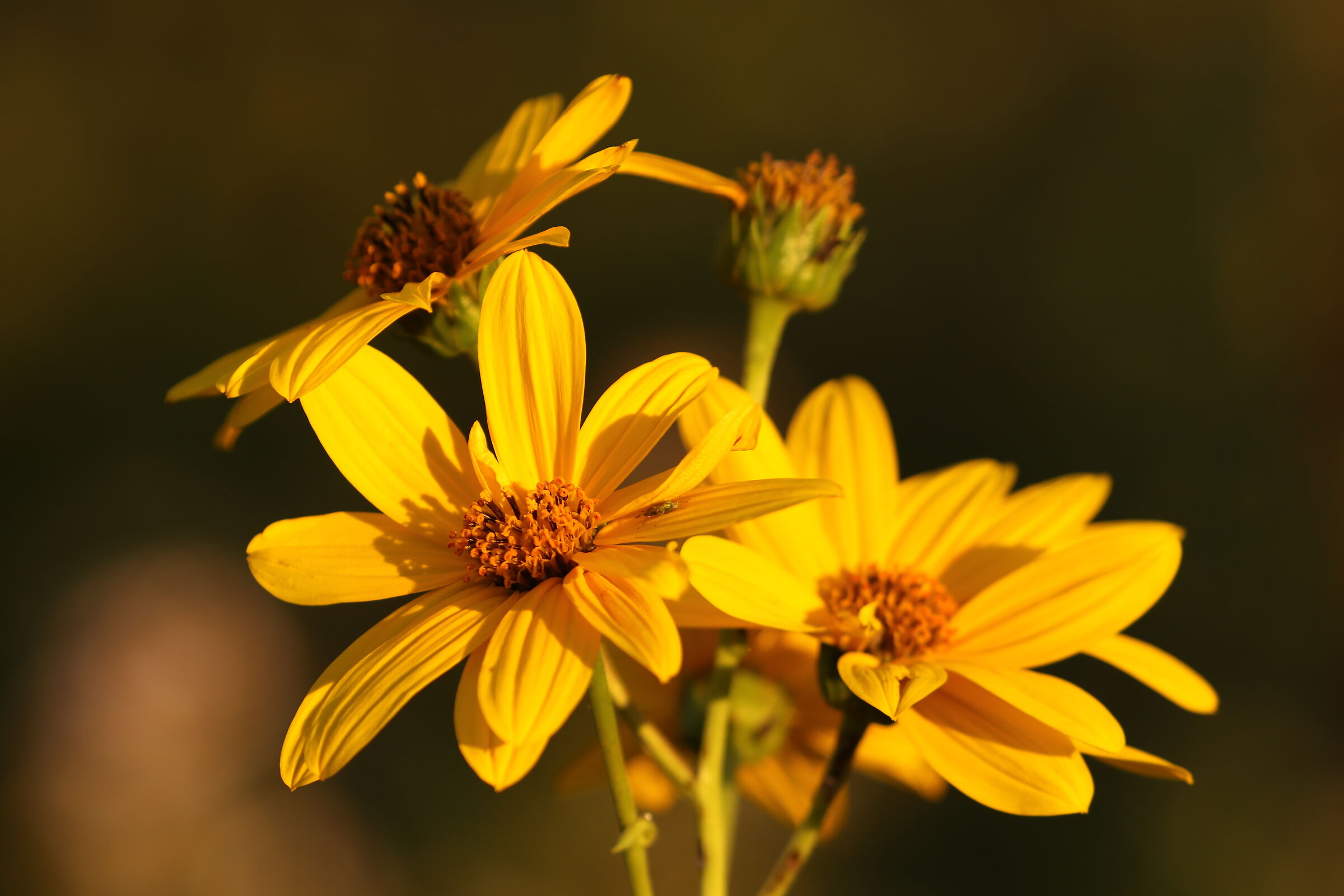 "Very yellow" flower with insect