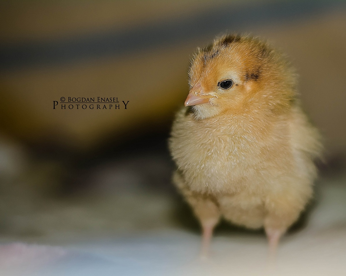 Il Piccolo pulcino...