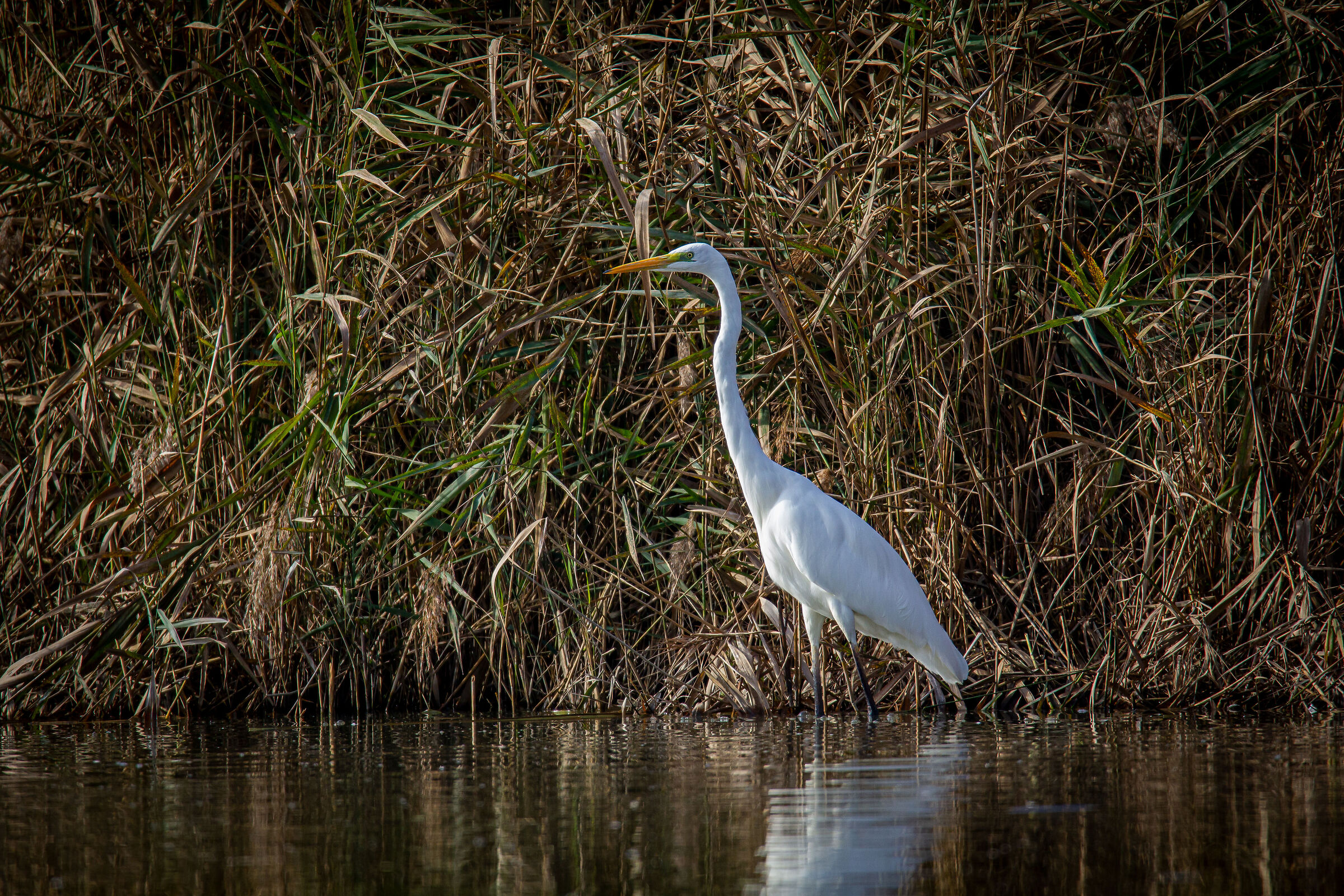 White Heron