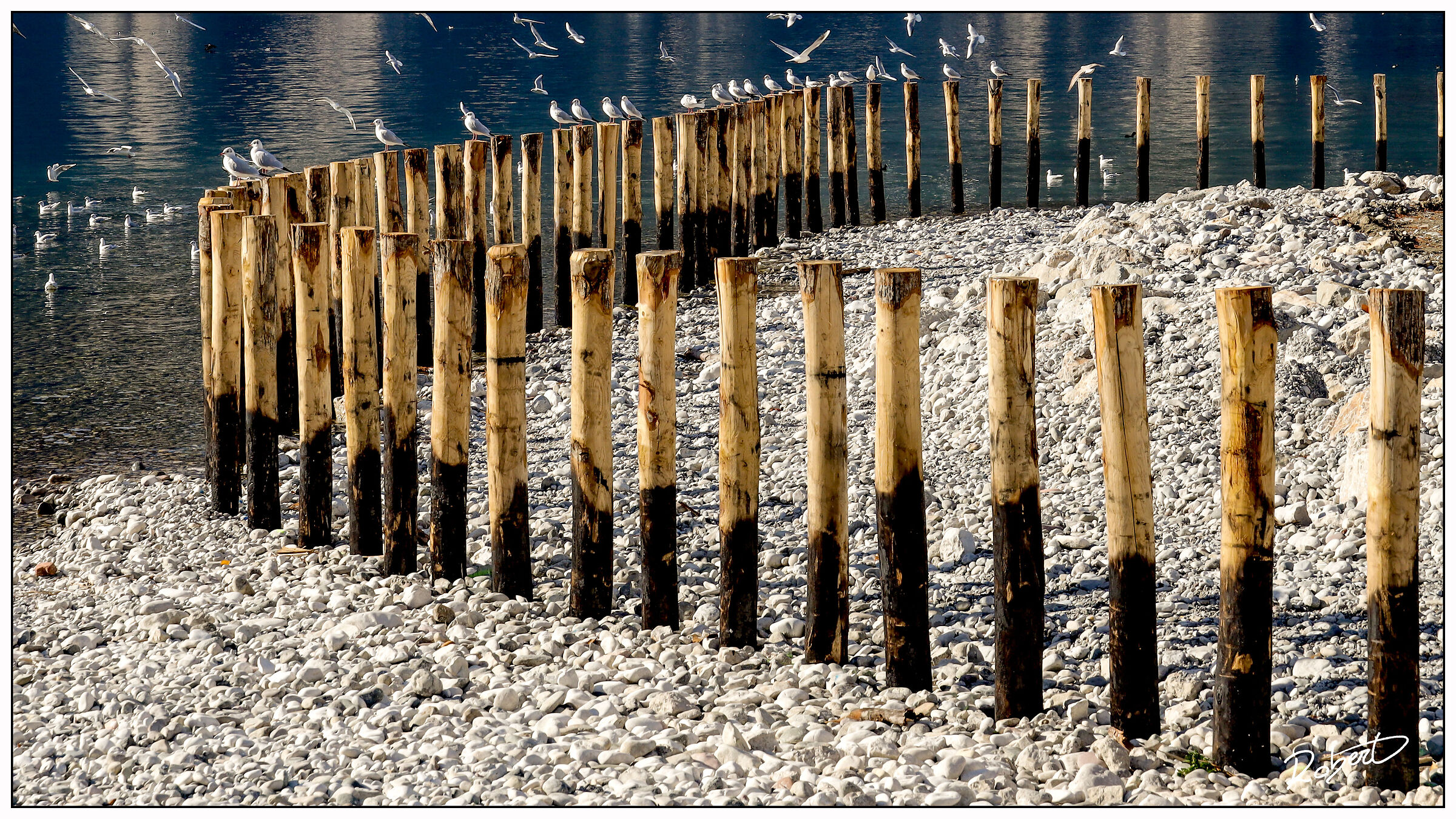 Seagulls at the lake