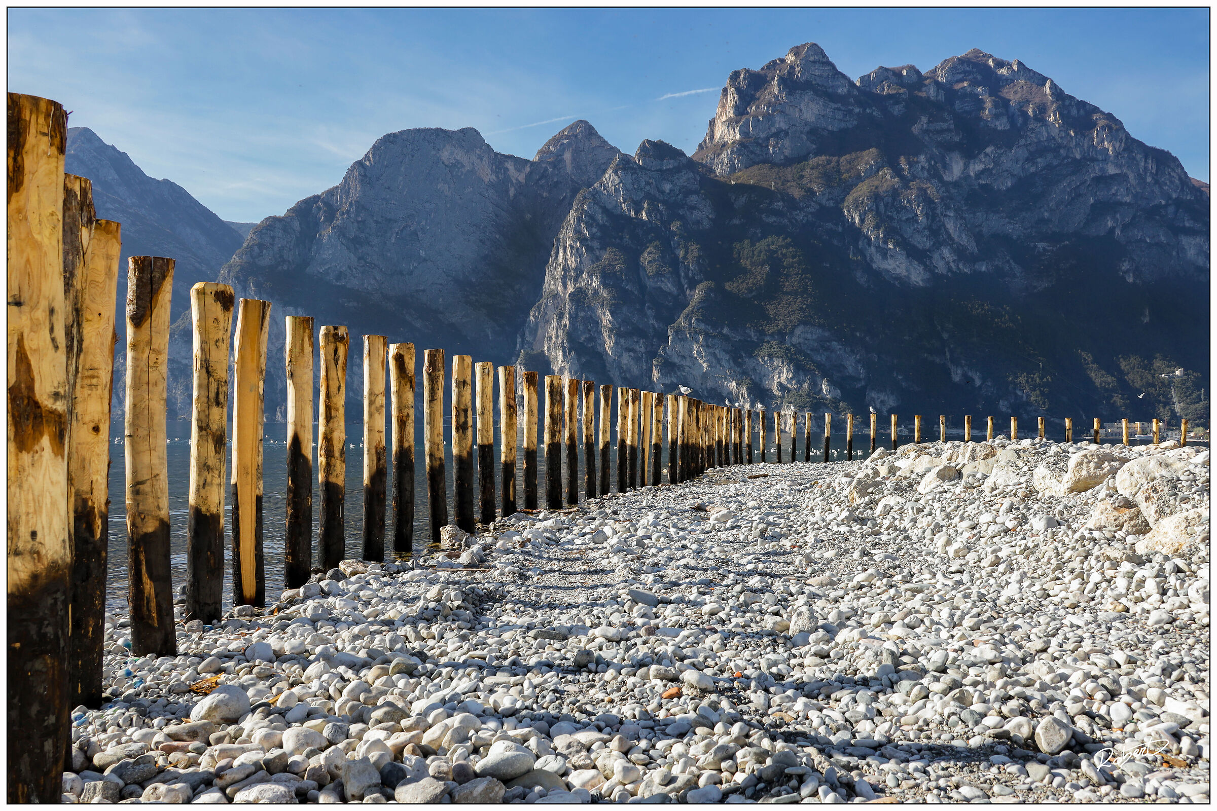 Seagulls at the lake