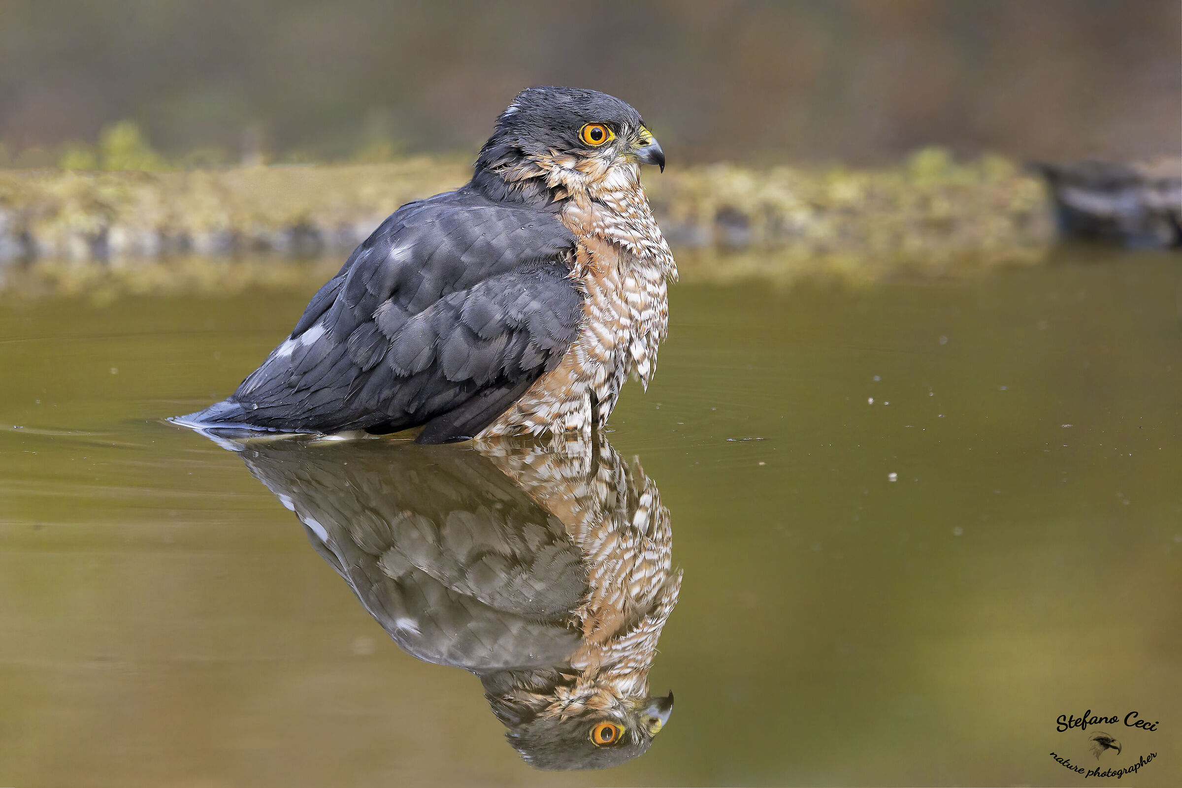Male Sparrowhawk