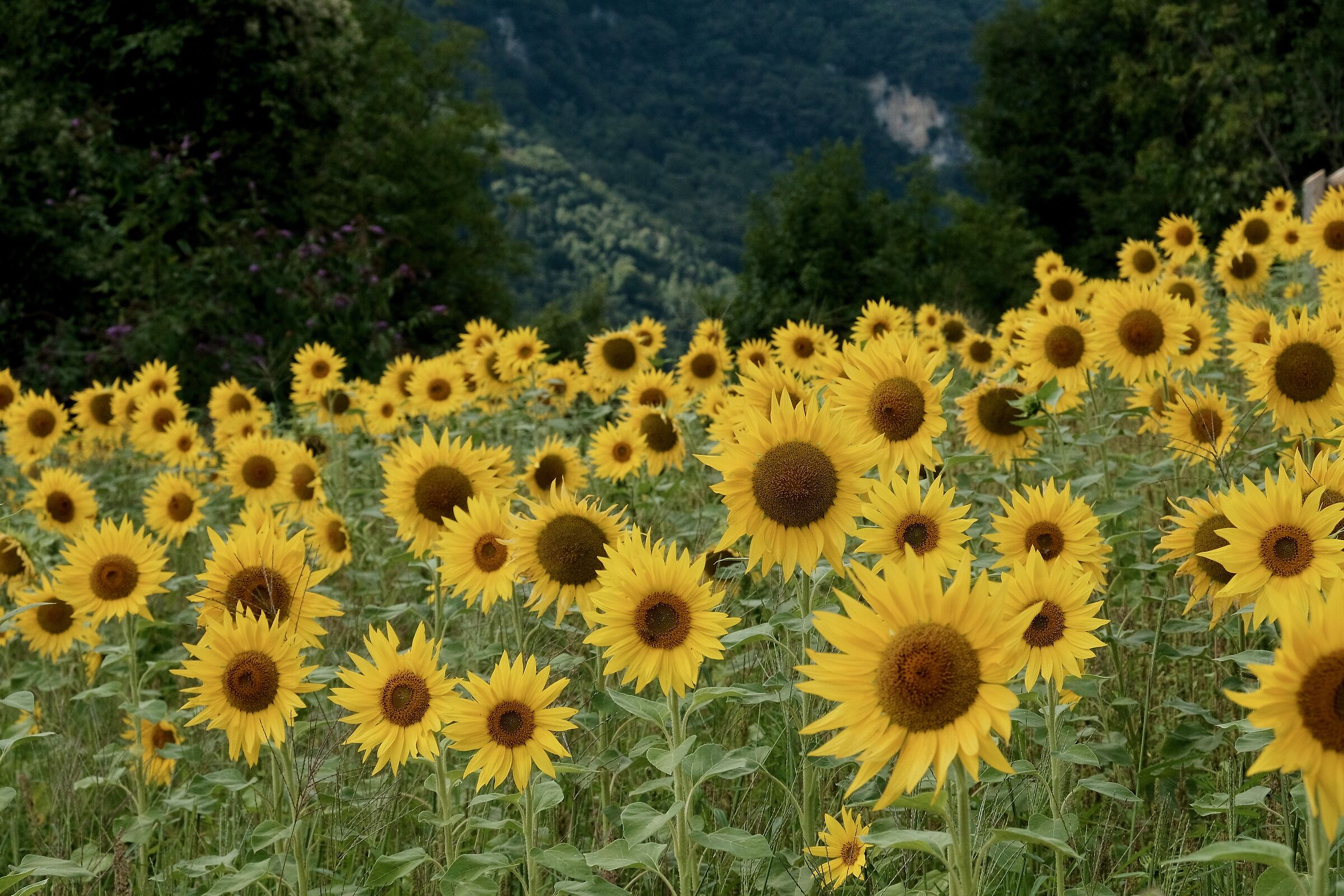 Sunflowers