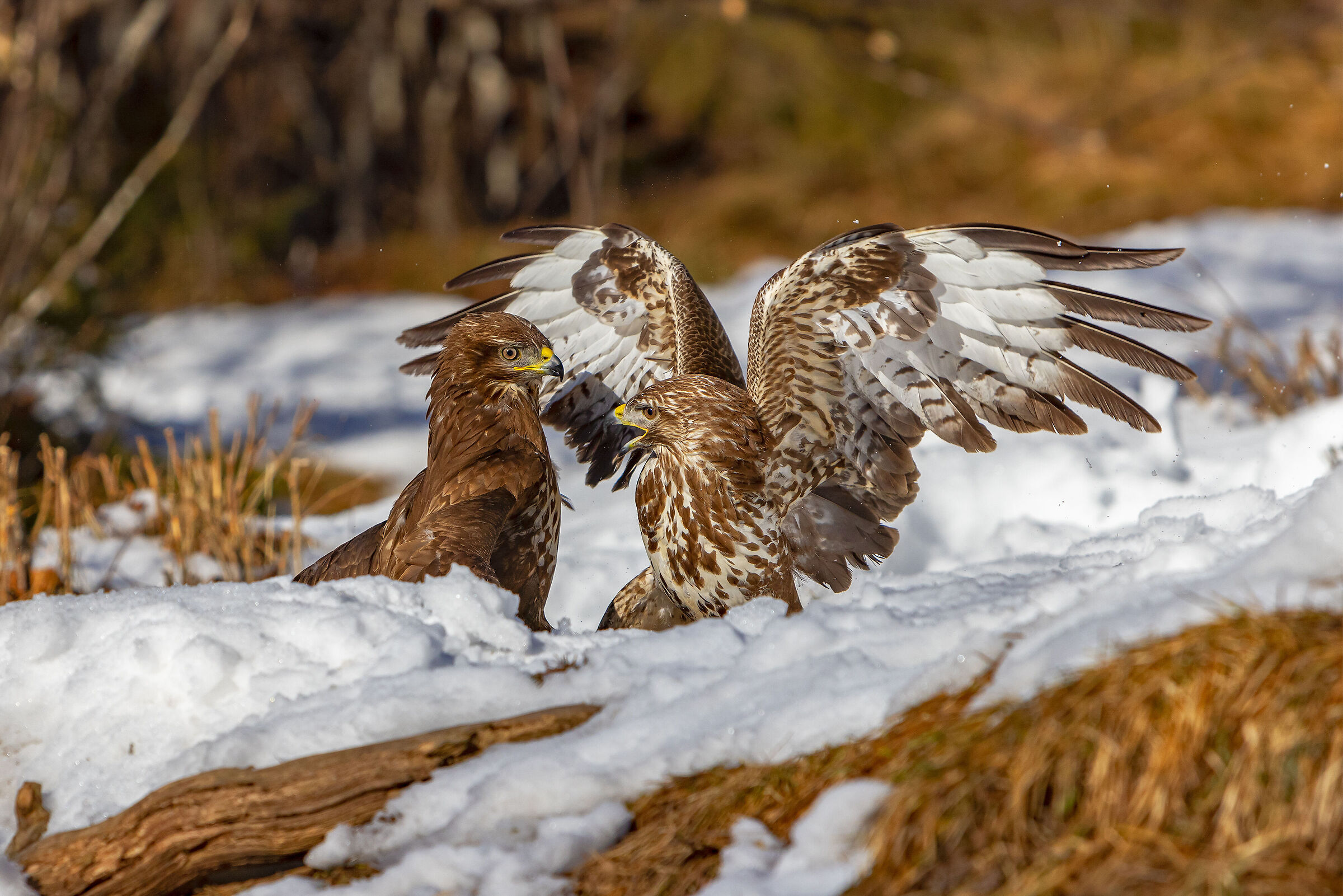 Affront between buzzards