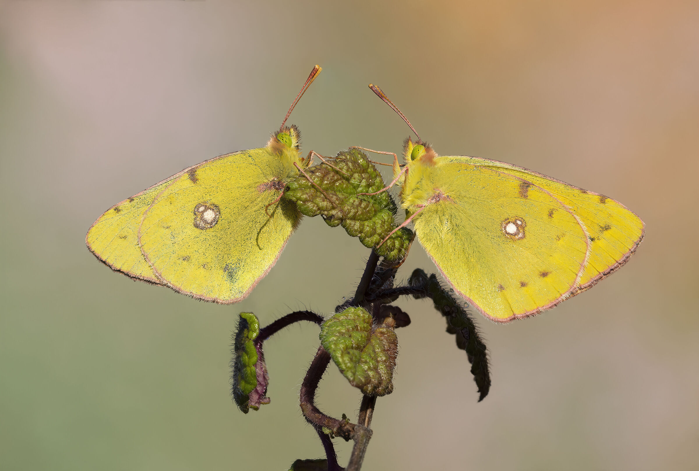 Pair of colias crocea