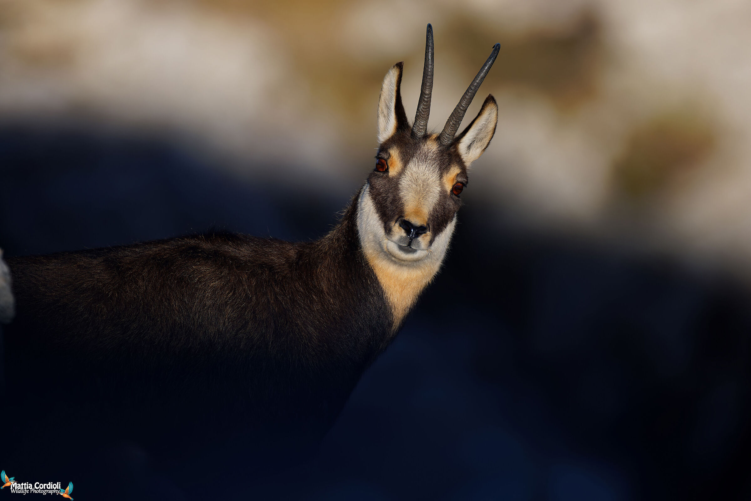 Chamois