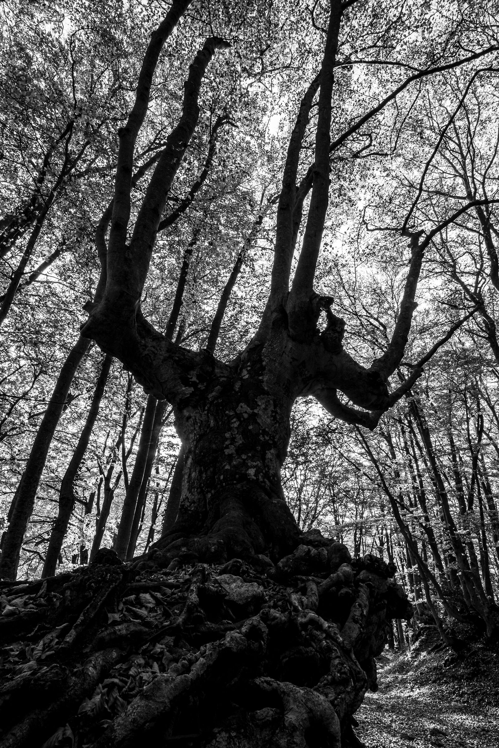 Monumental beech - Bosco di Sant'Antonio (AQ)
