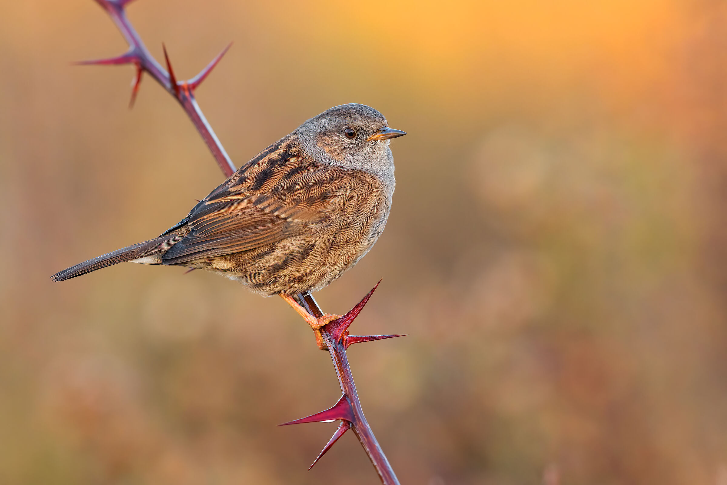 Dunnock