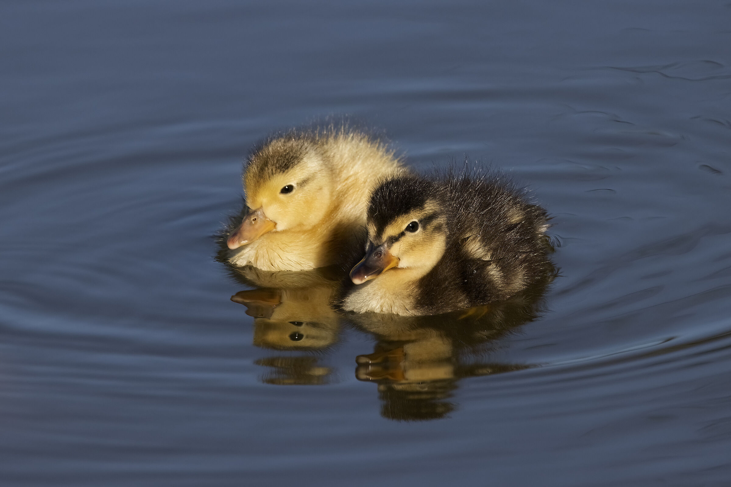 Two mallards, but small little ones...