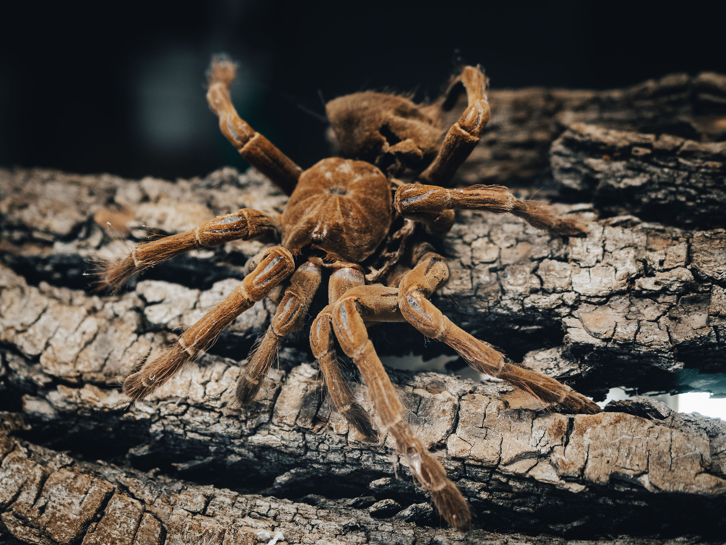 Tarantula