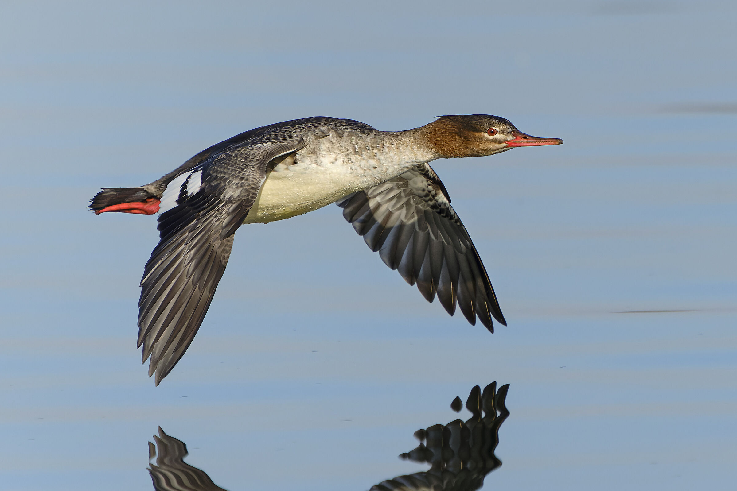 Lesser Merganser (female)