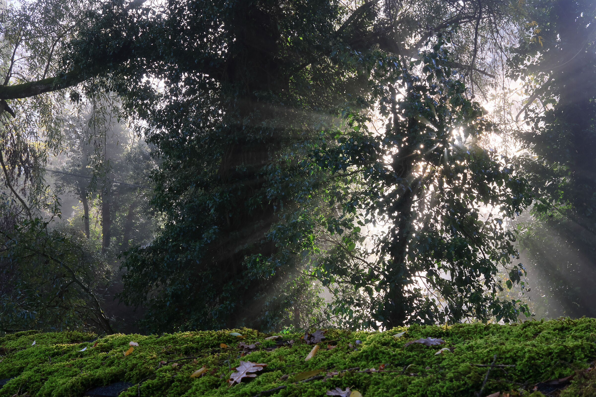 The fog and the first rays of sun