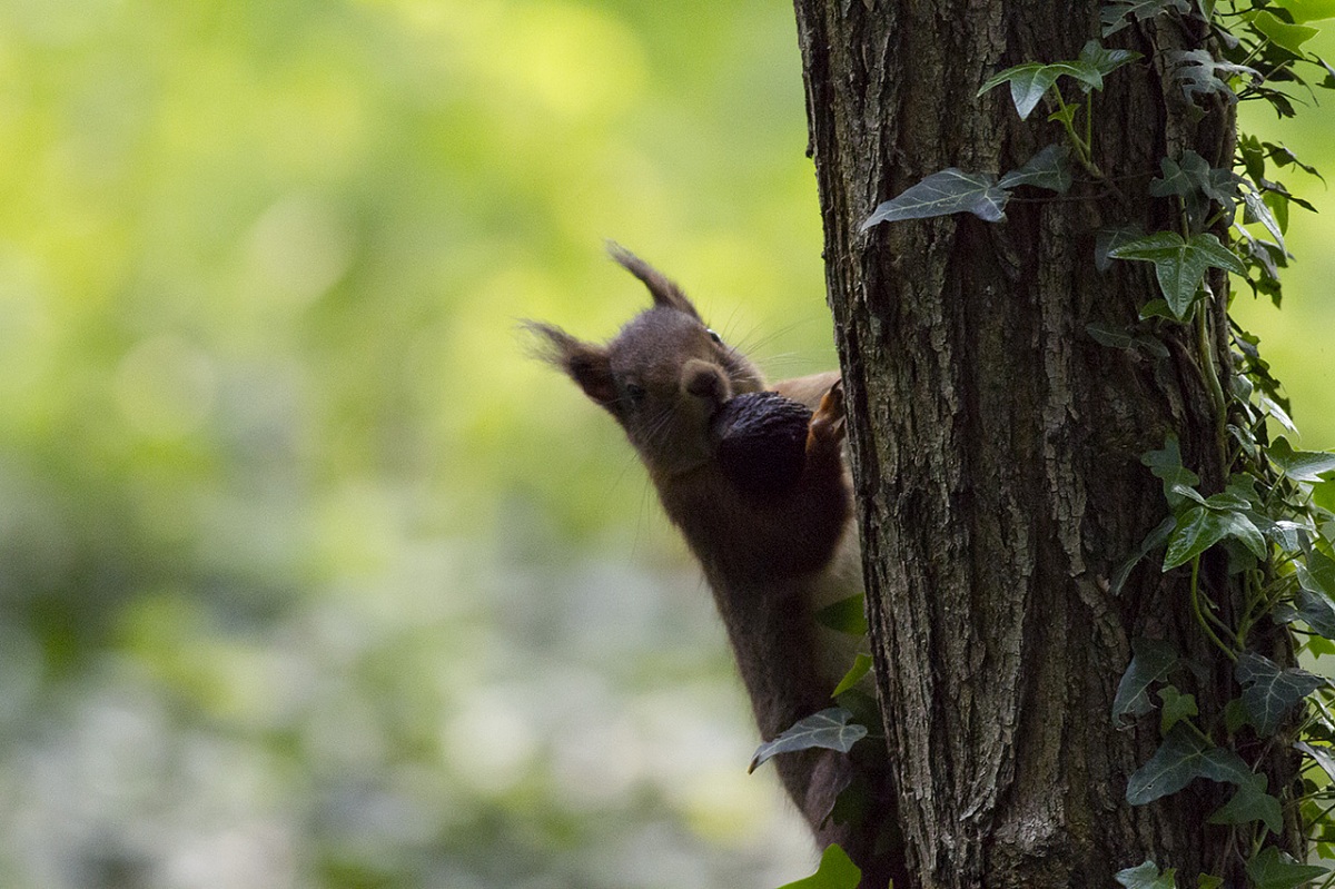 Red Squirrel