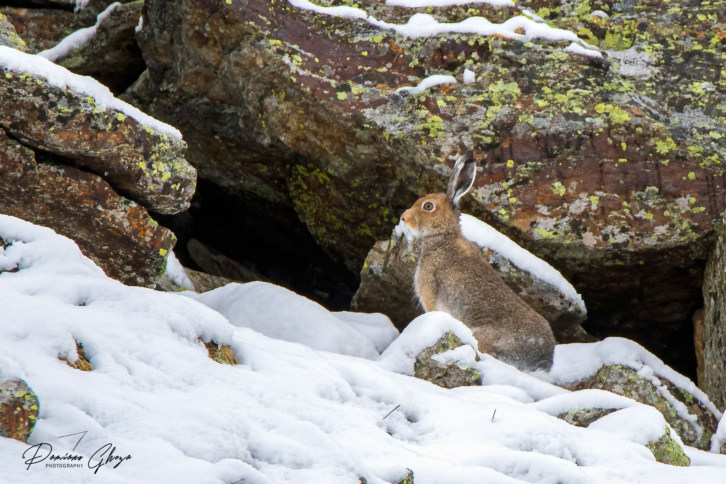 Variable hare