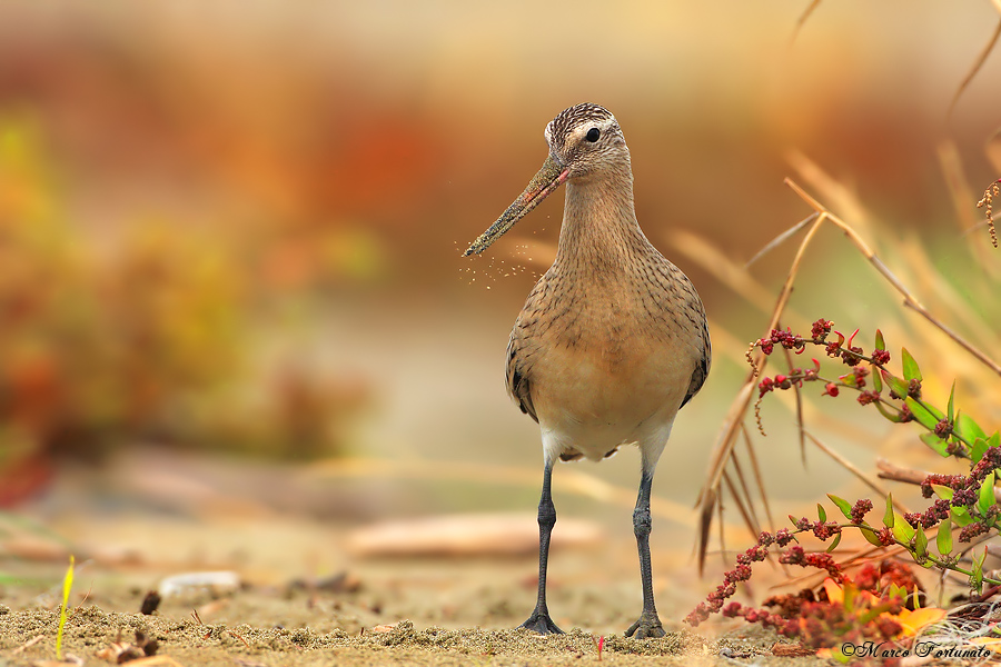 Bar-tailed Godwit