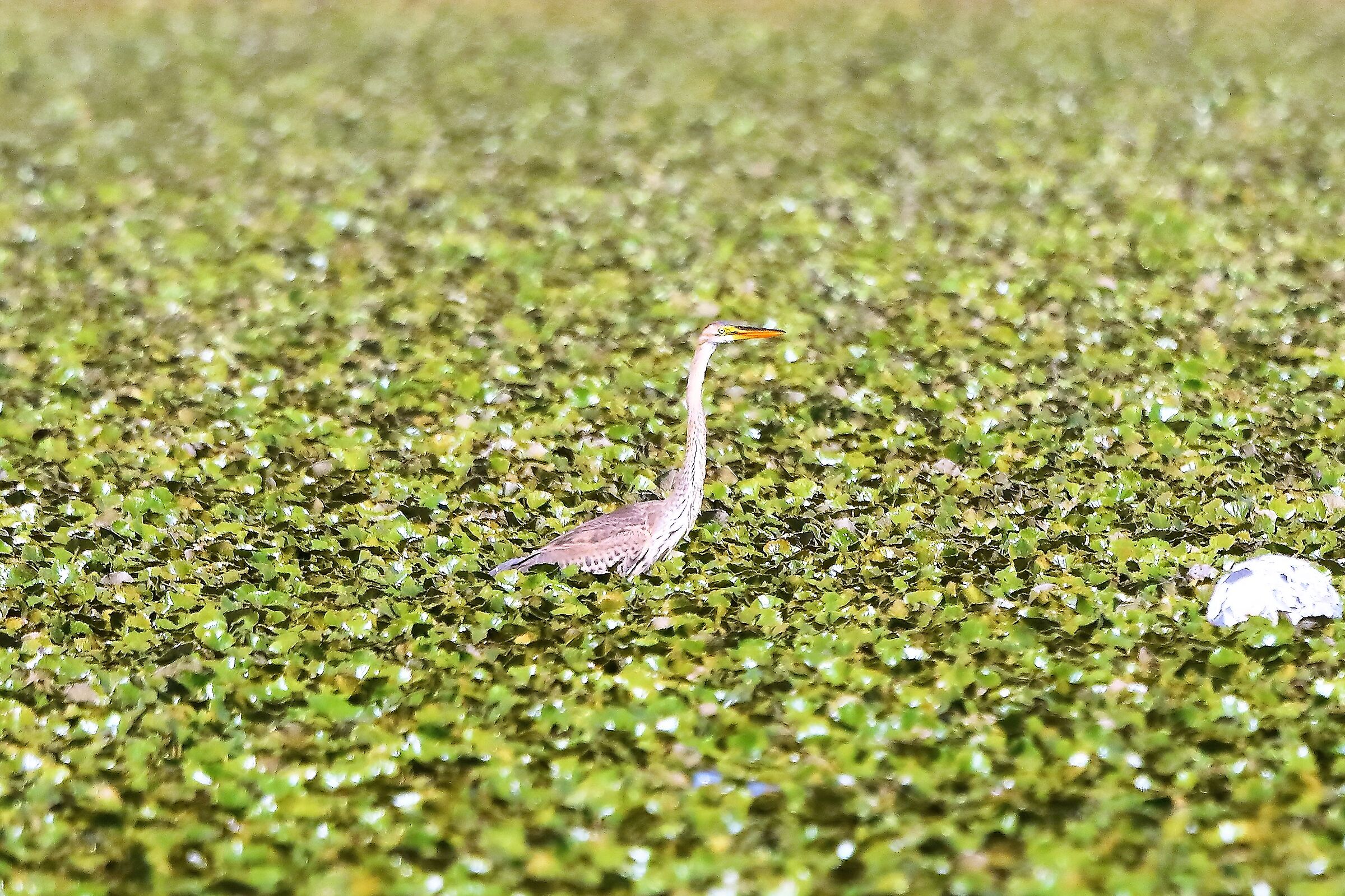 airone rosso 24-08-2022