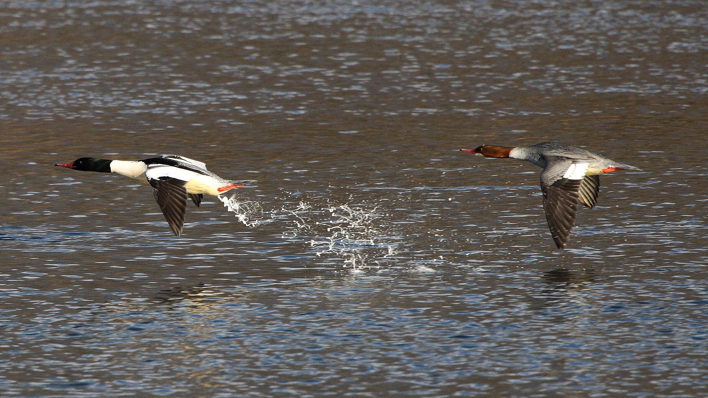 Smerghi 31 gen 2022 --012--