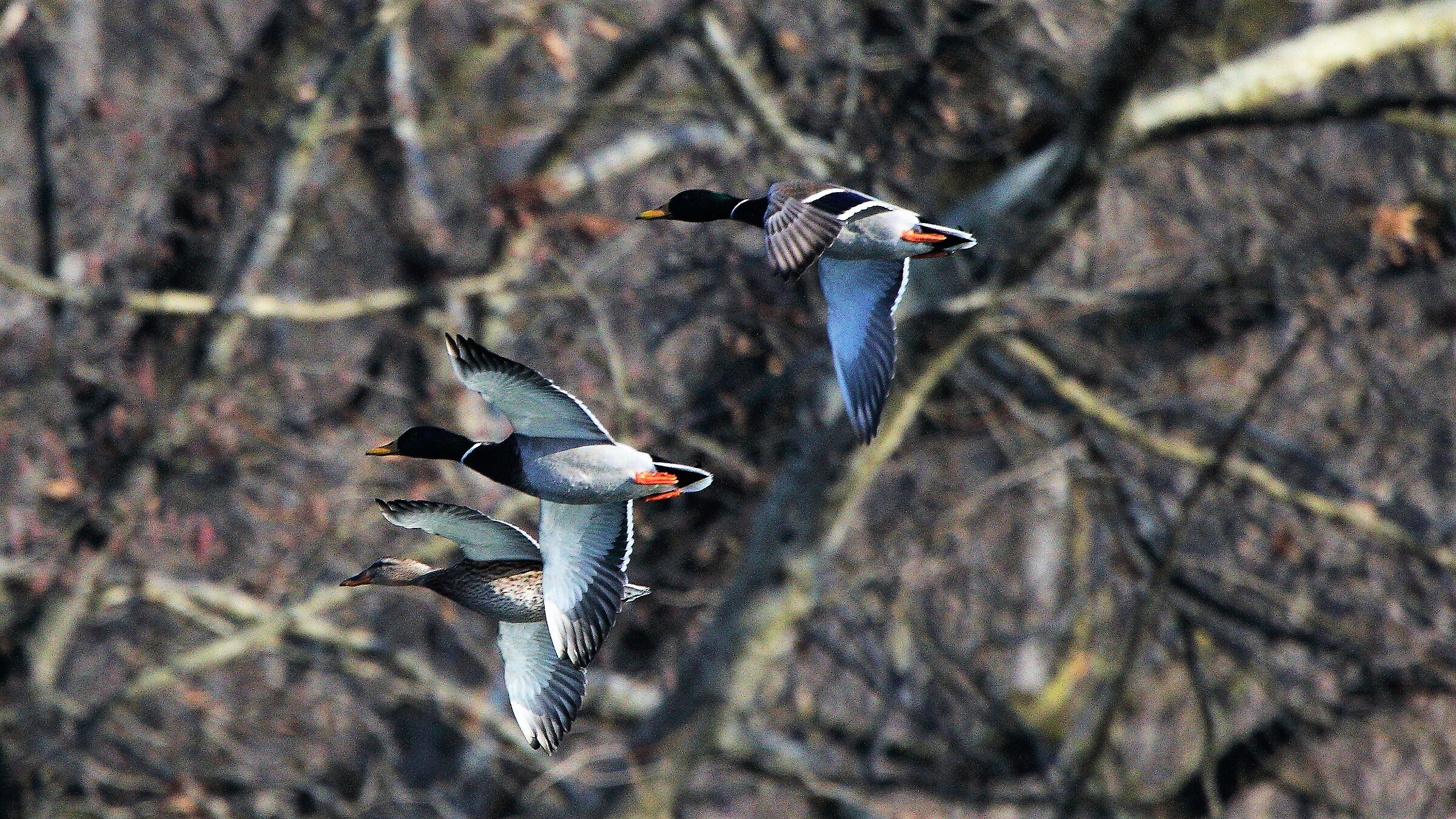 Germani 31 gen 2022 --041--