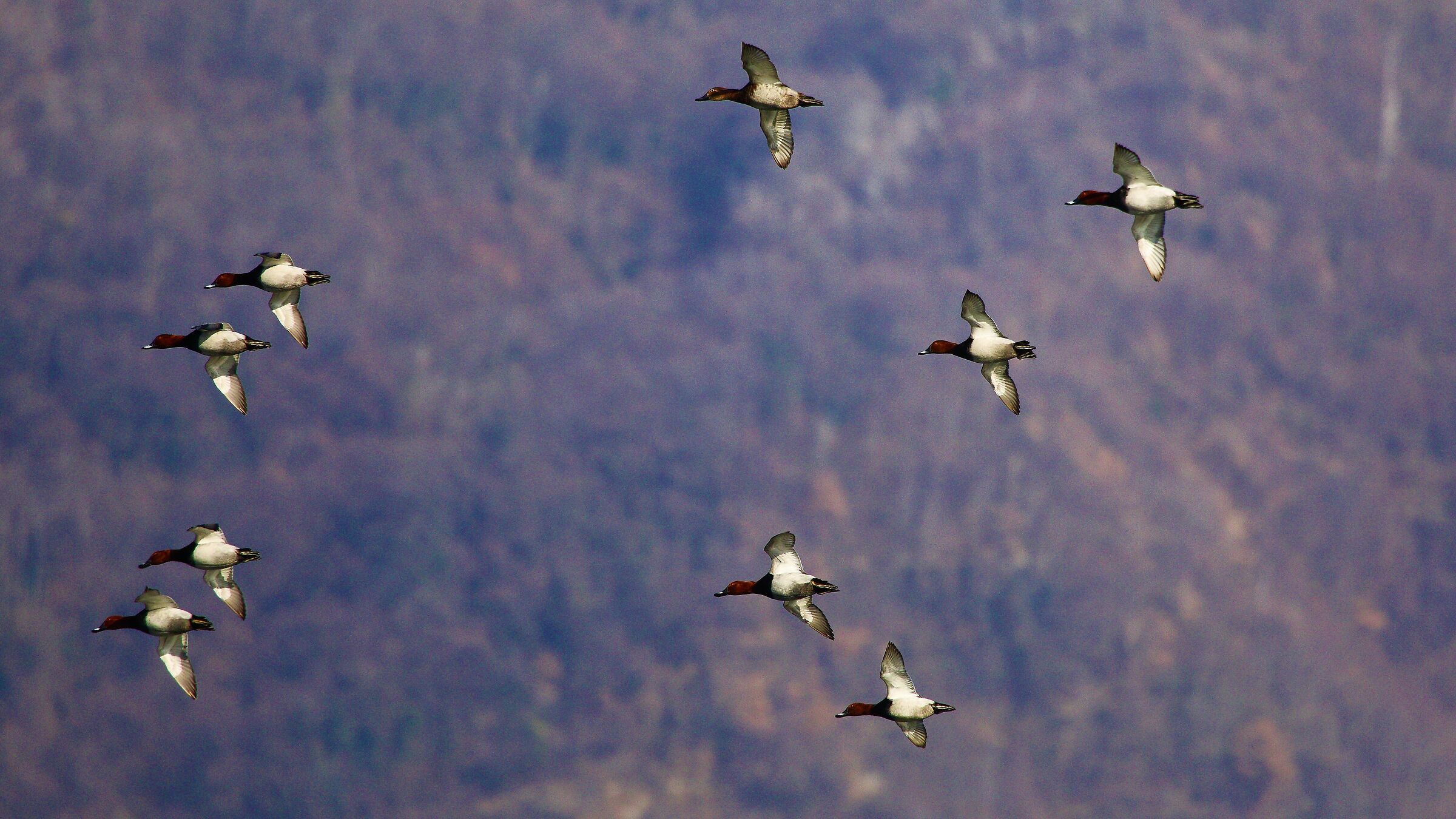 Moriglioni 31 gen  2022 --121--