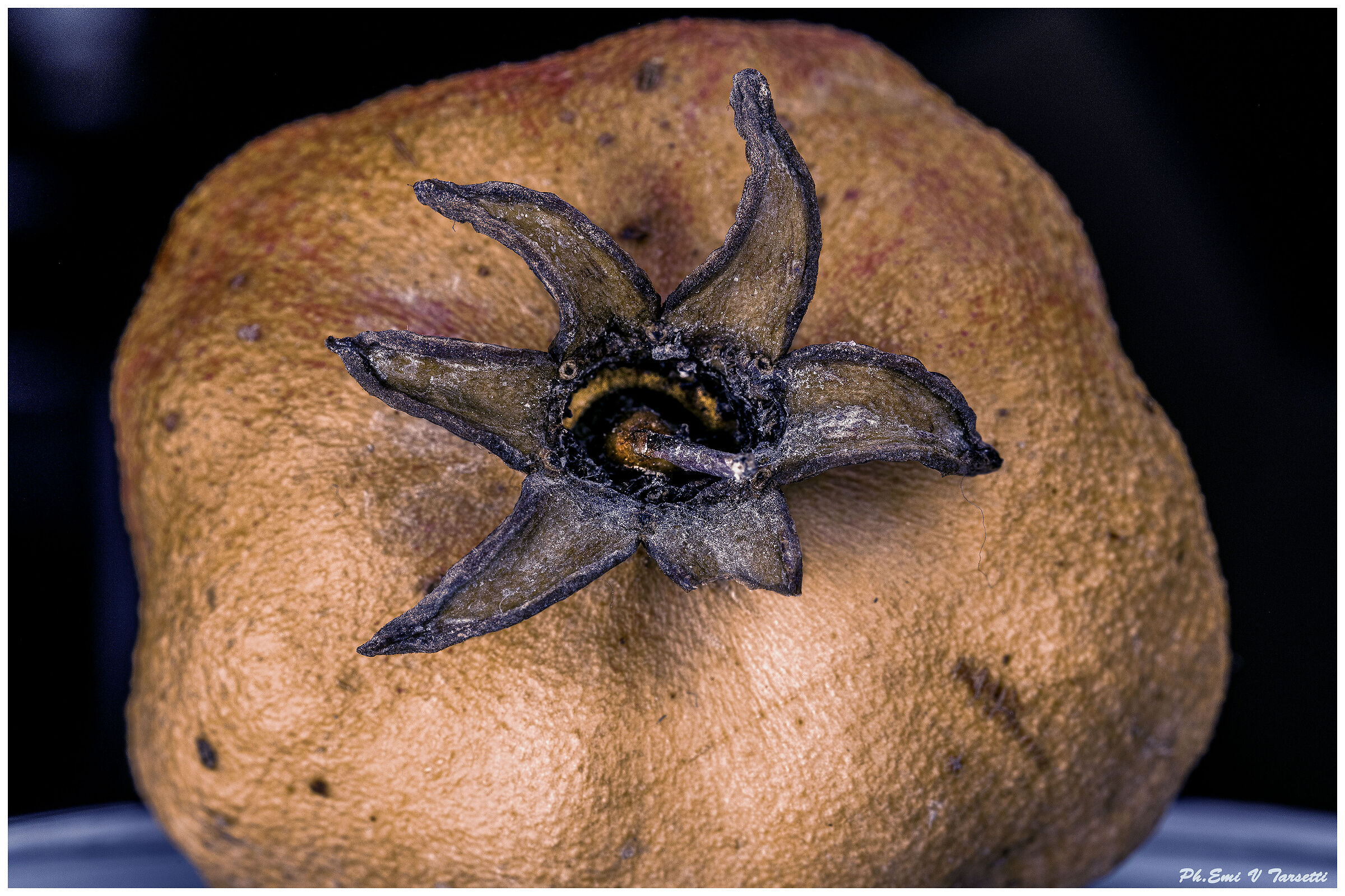 Melograno nano Giapponese, bonsai