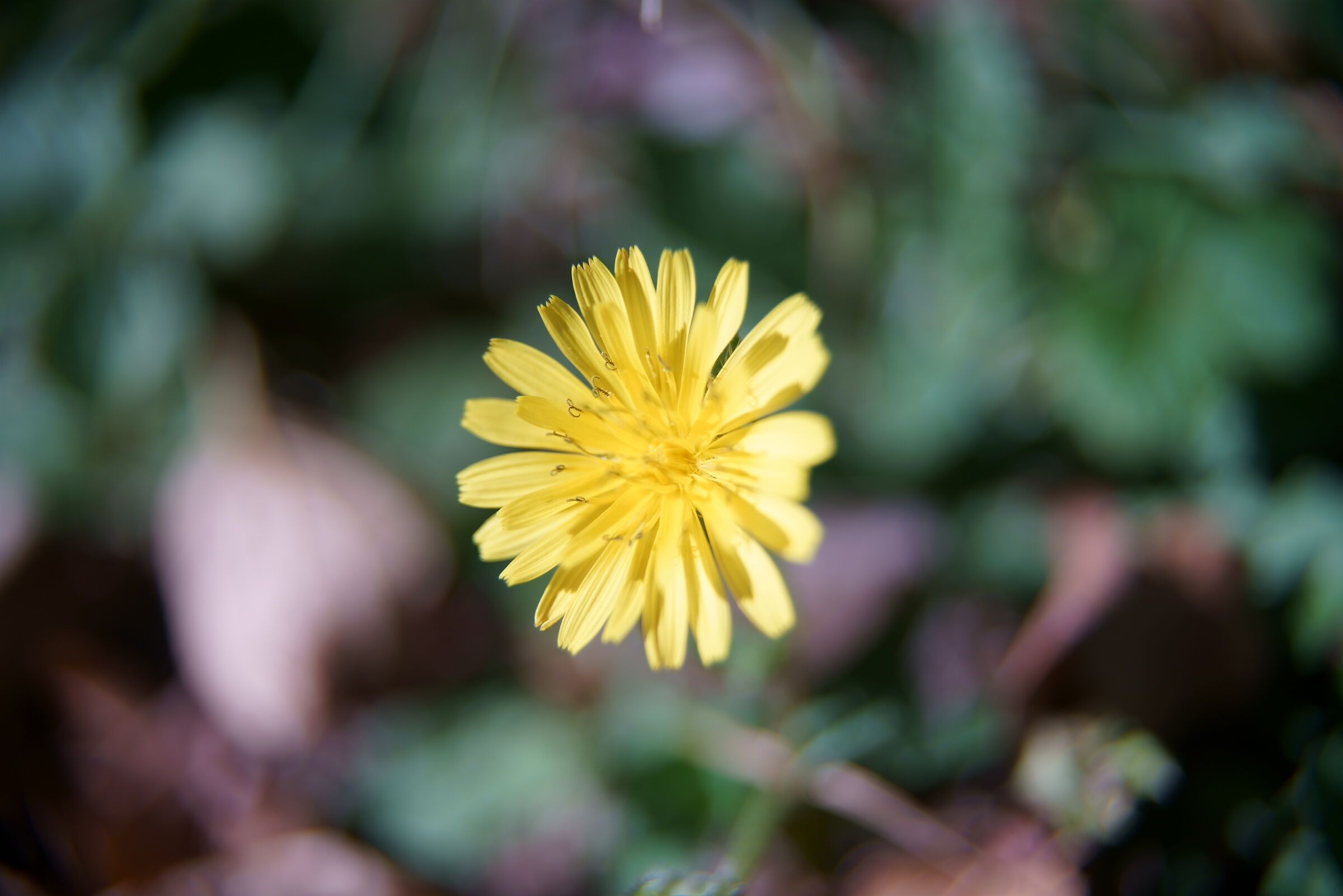 Crepis capillaris